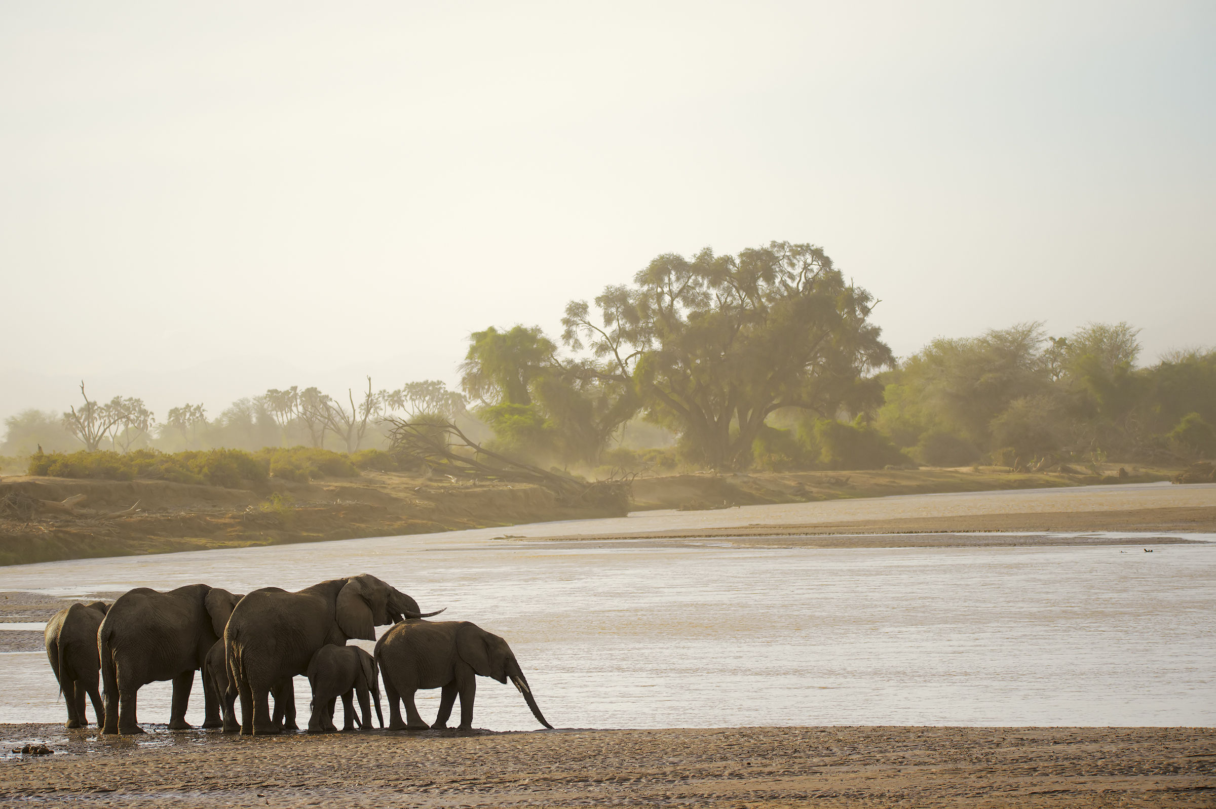 Elephants at the golden river...