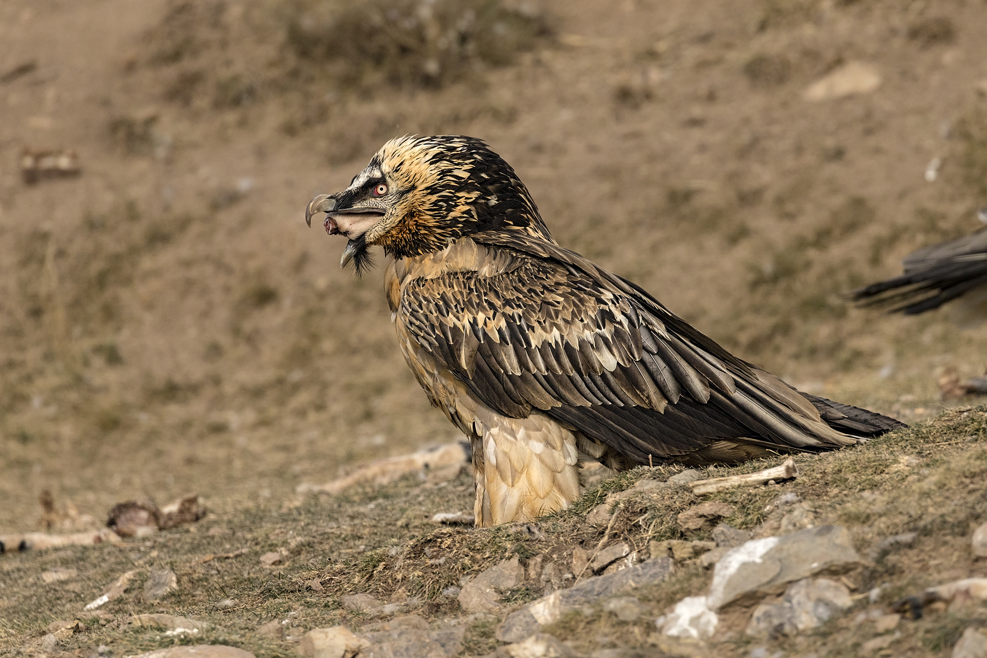 Bearded Vulture...