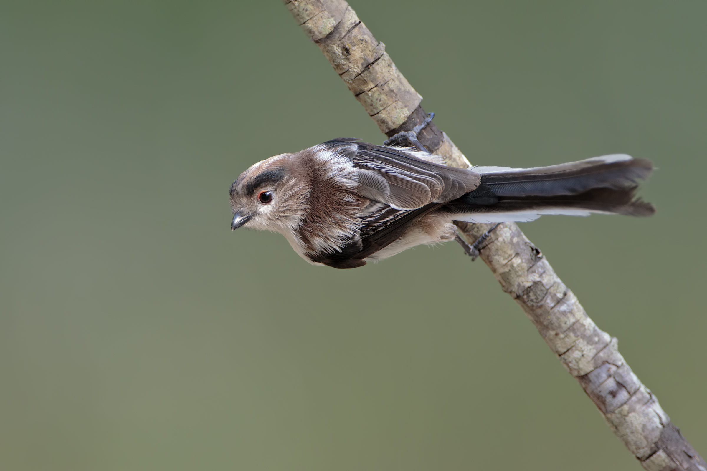 Young long-tailed tit...
