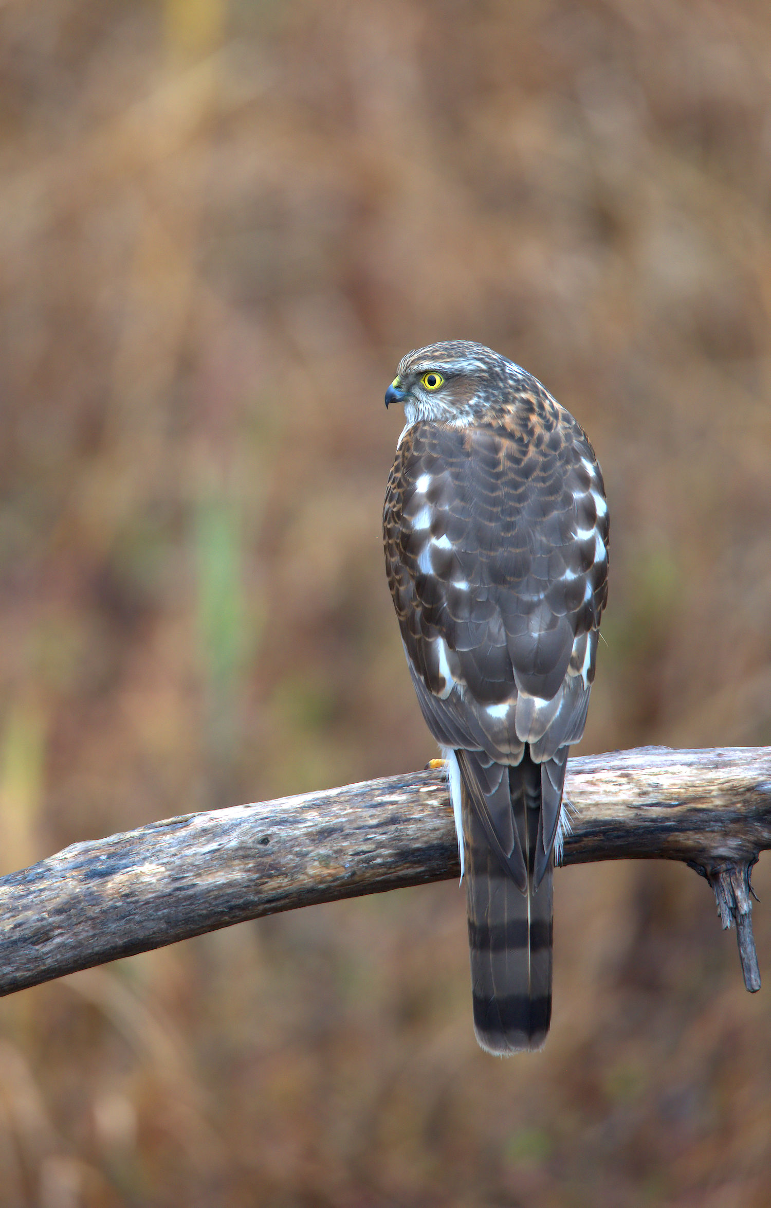 sparrowhawk...