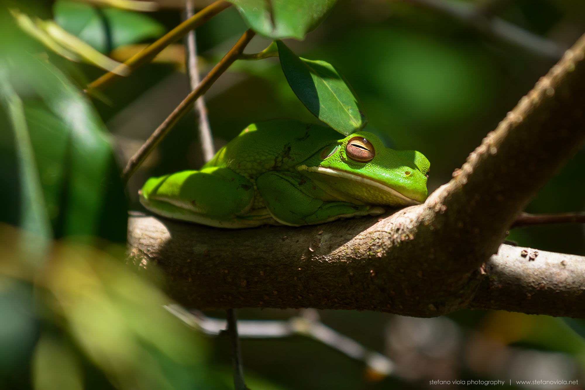 Tree frog of New Guinea | Daintree Rainforest...