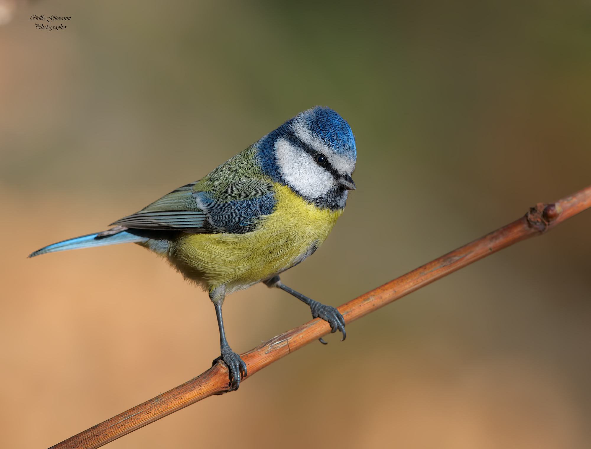 Blue tit in its colors...