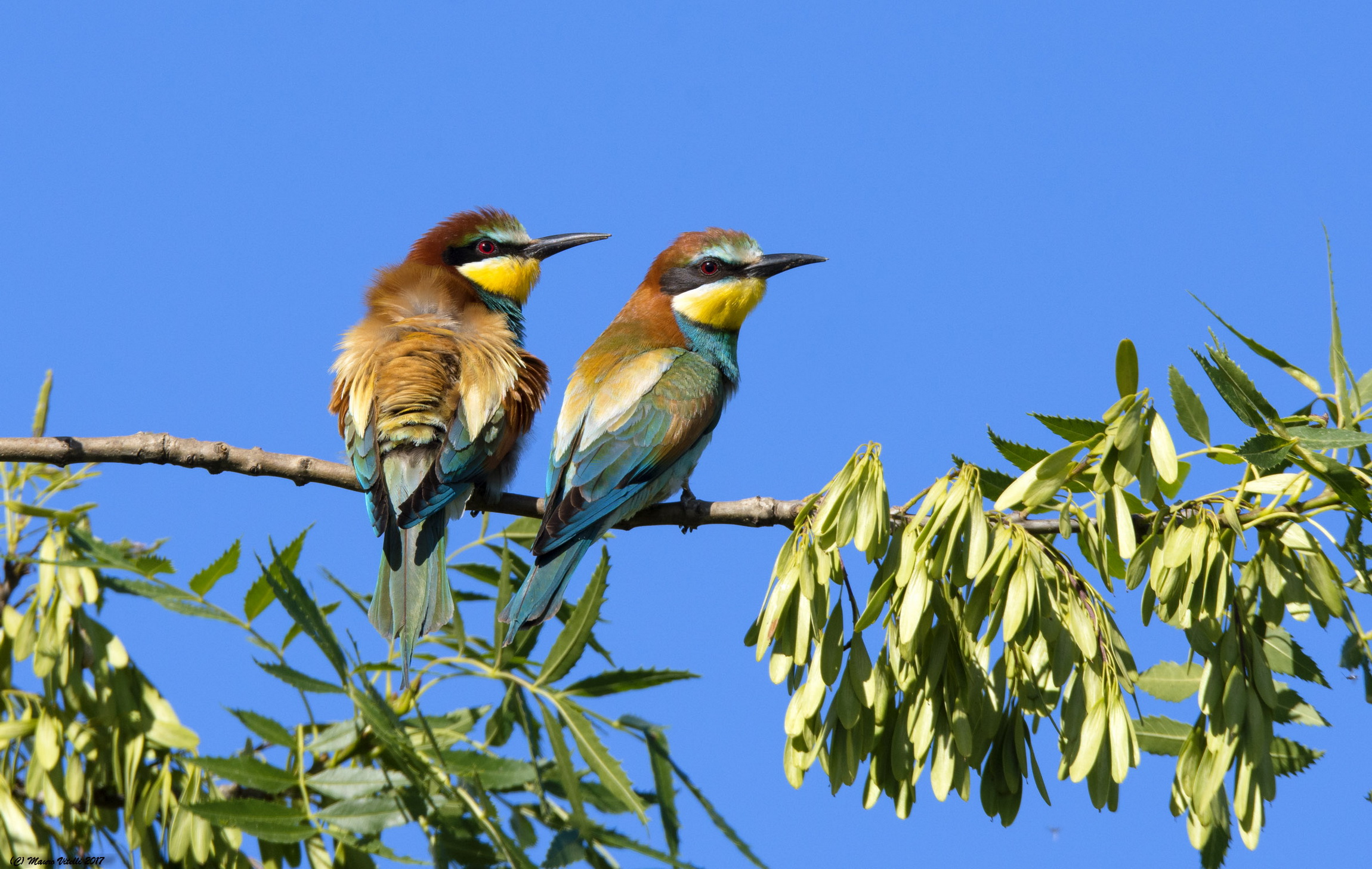 The couple (bee-eaters)...