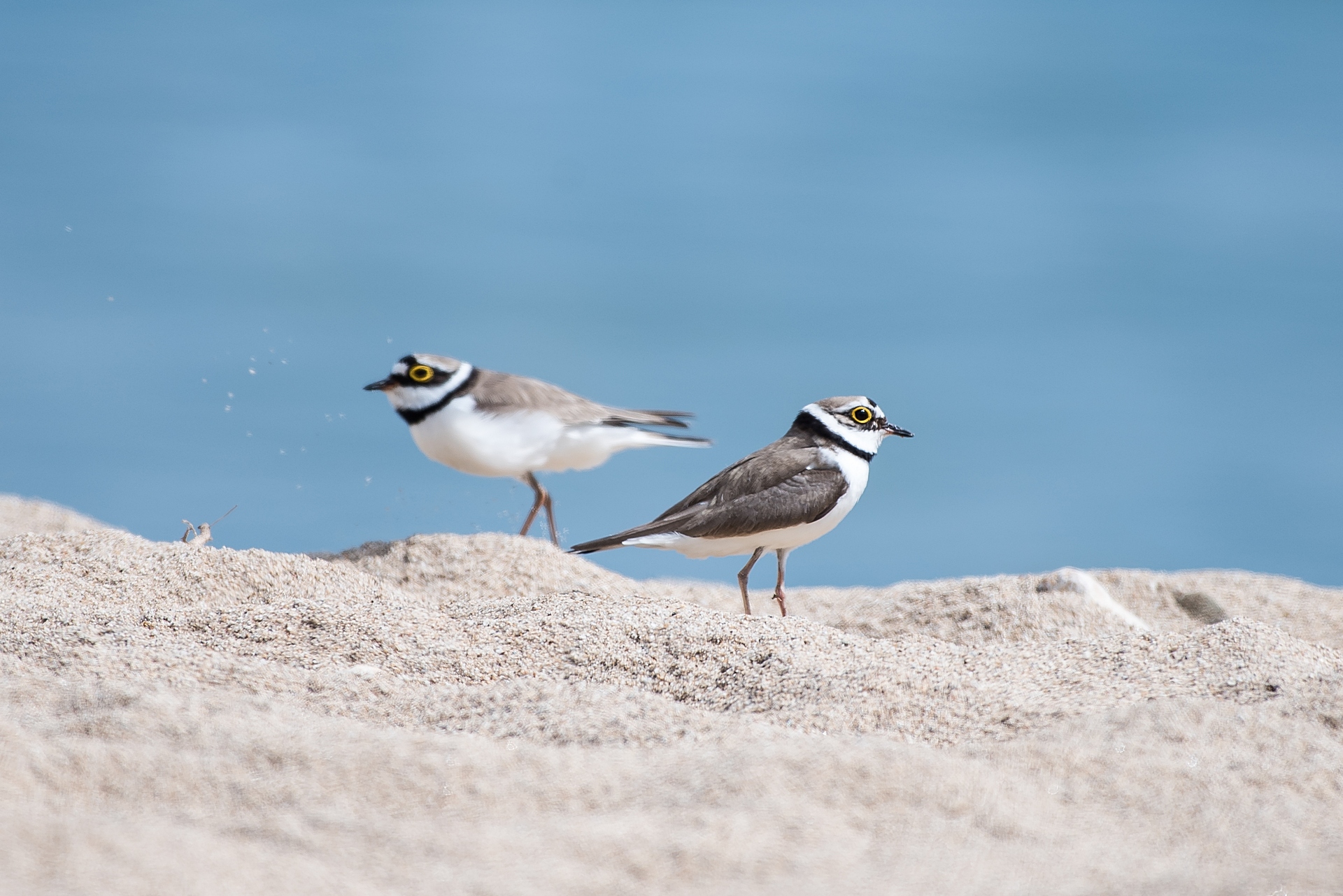 A couple of Little Ringed Plovers (Charadrius dubius)...