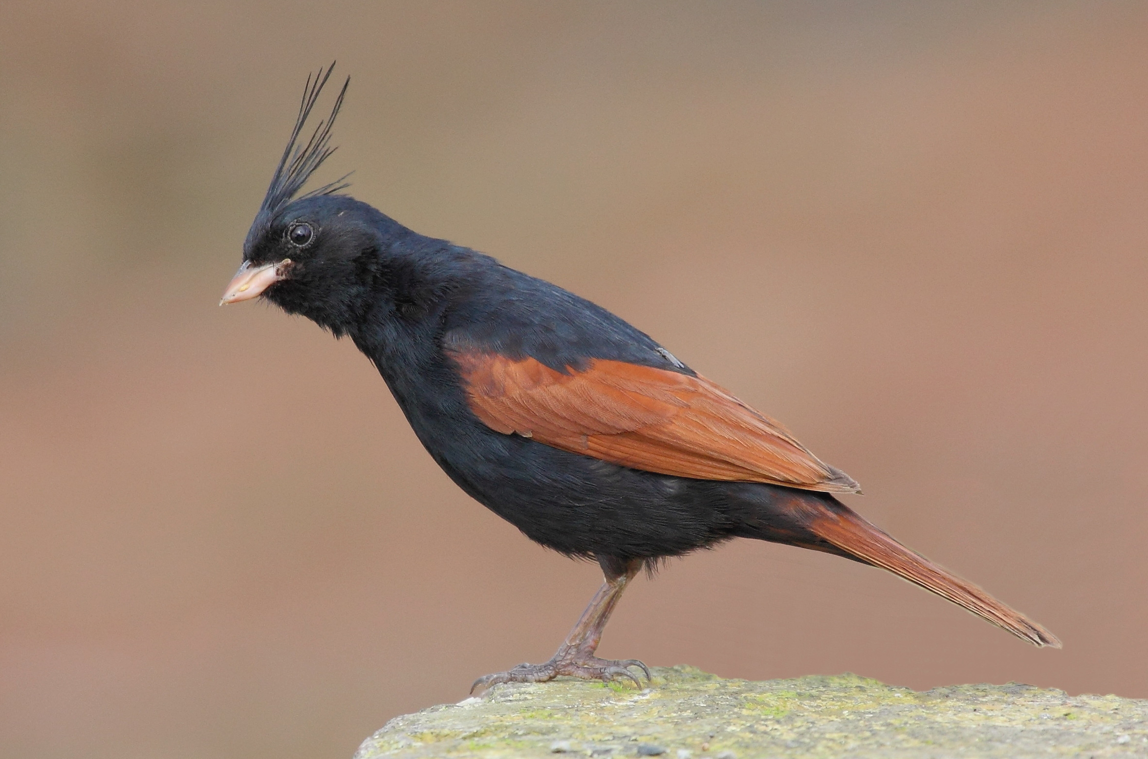 crested bunting, male....