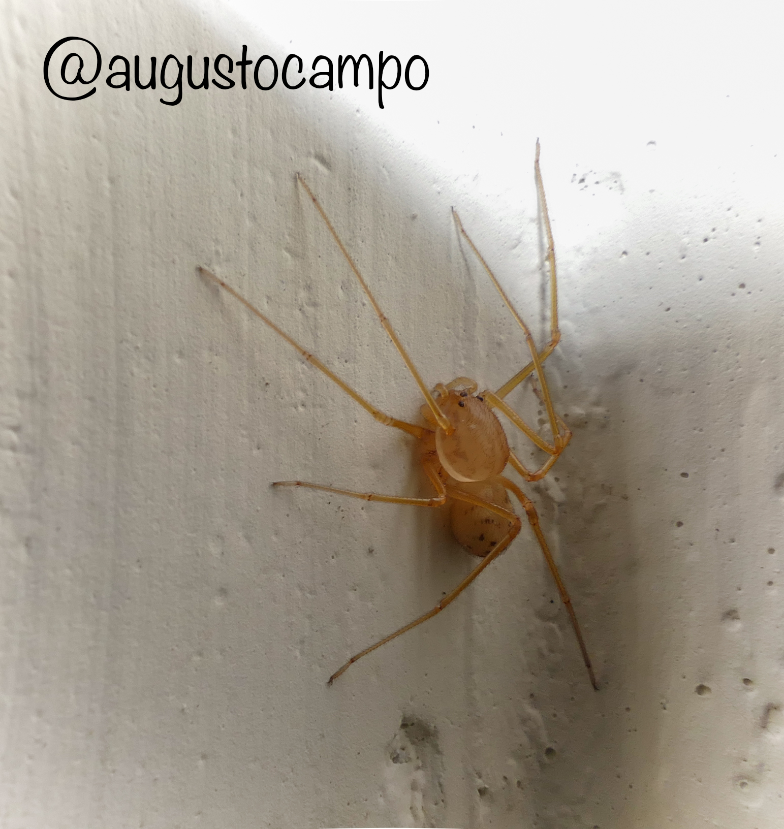 Scytodidae (spider)...