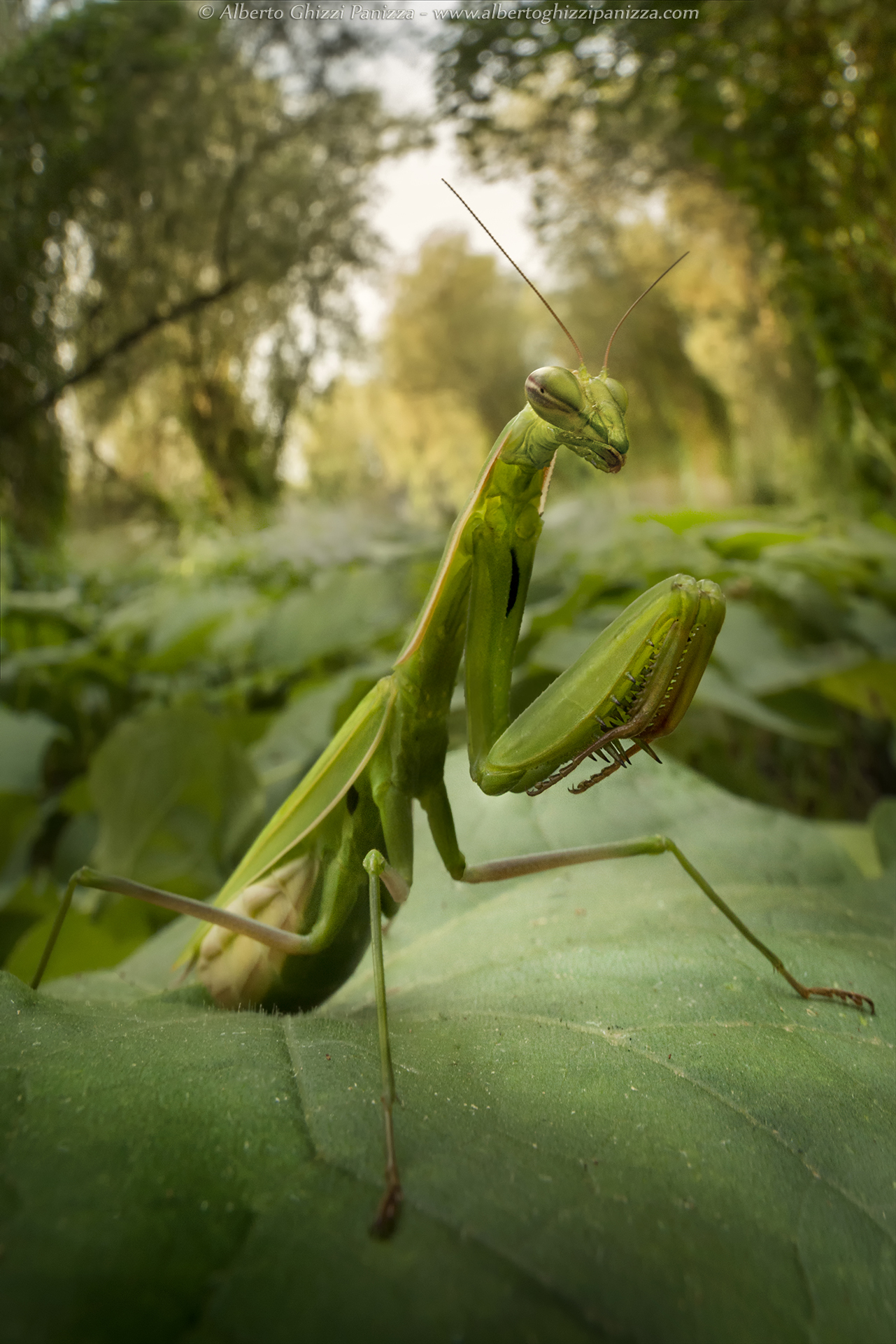 Mantis in the woods...