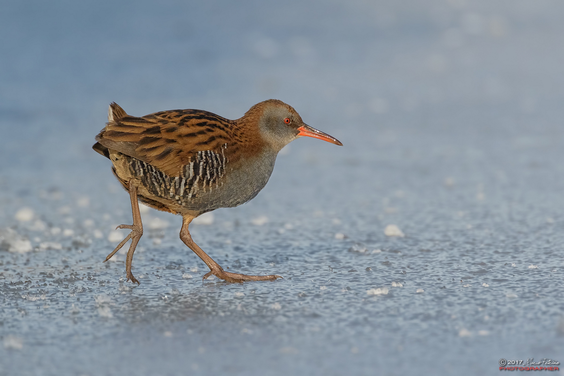 Porciglione (Rallus aquaticus)...