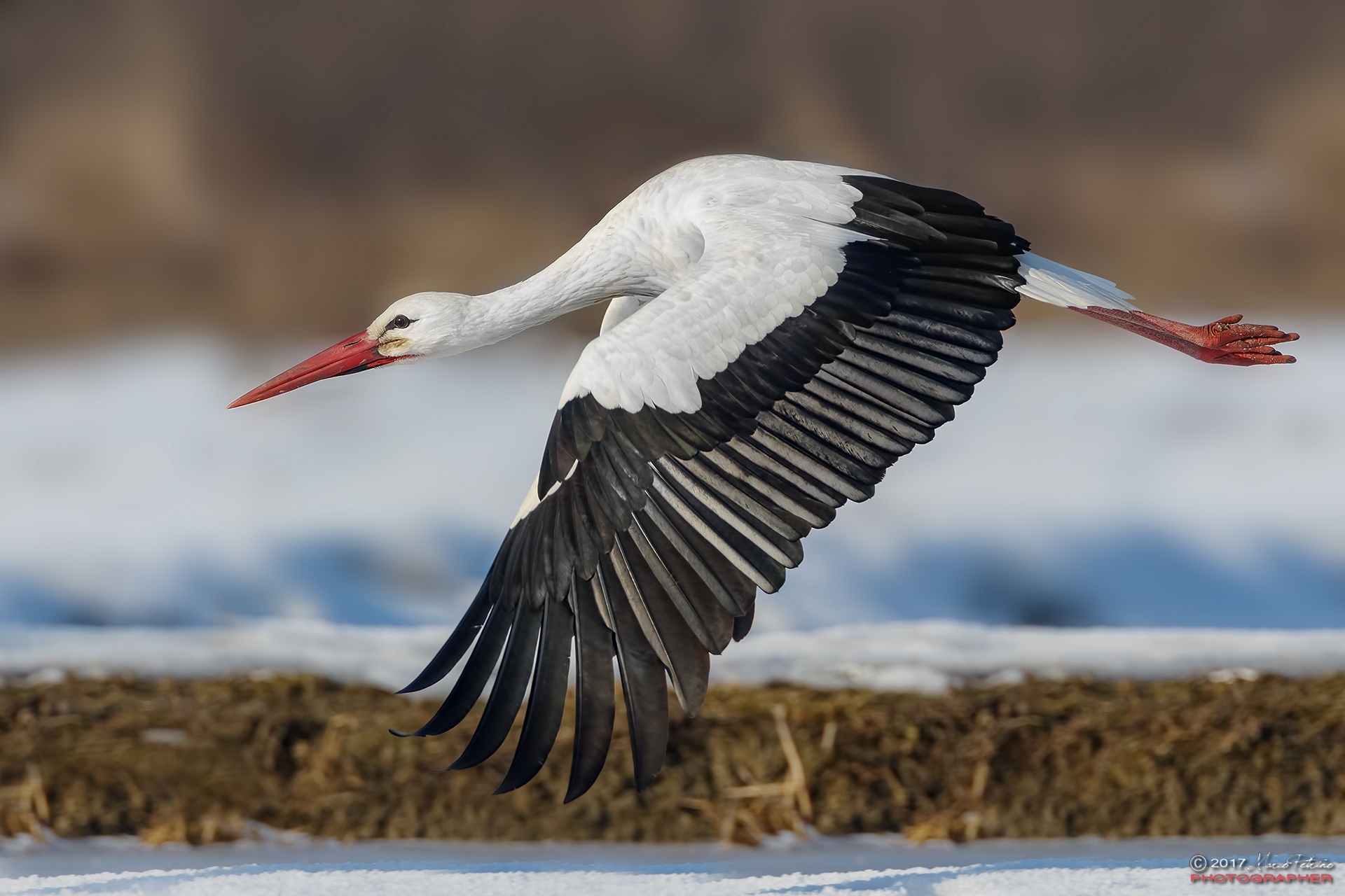 White stork (Ciconia ciconia) - White stork...
