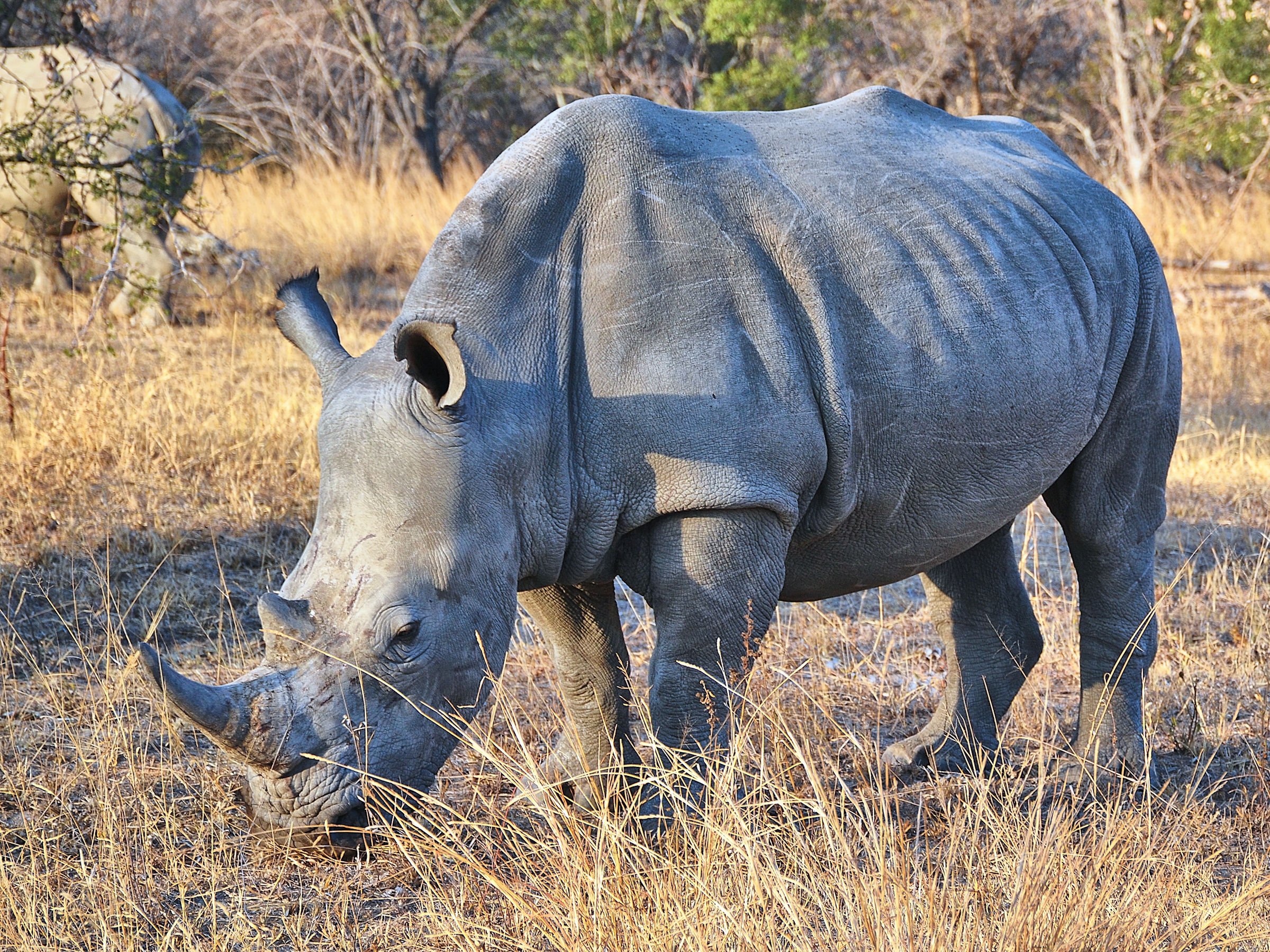 Rhinoceros White...