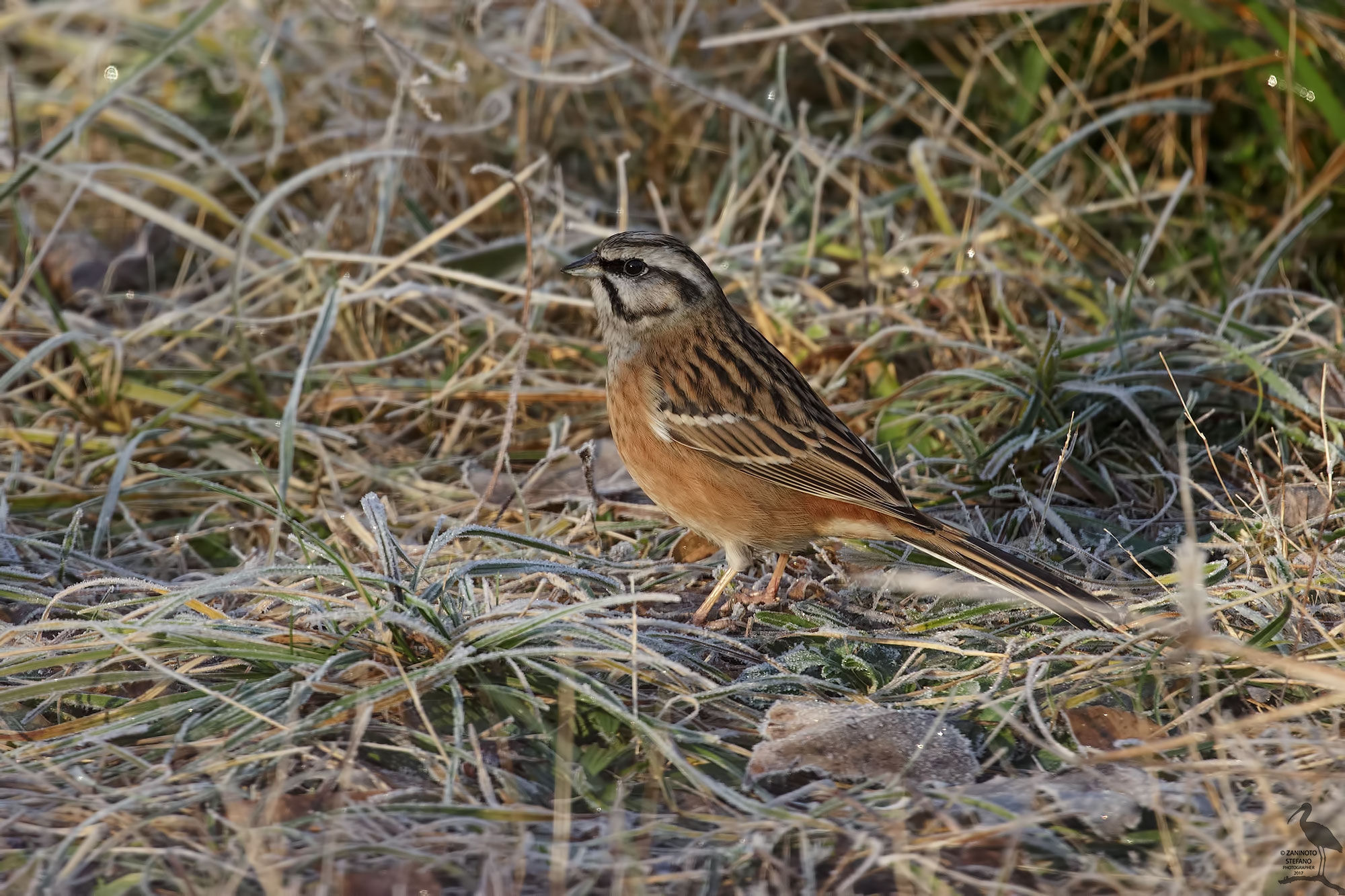 Meadow bunting...