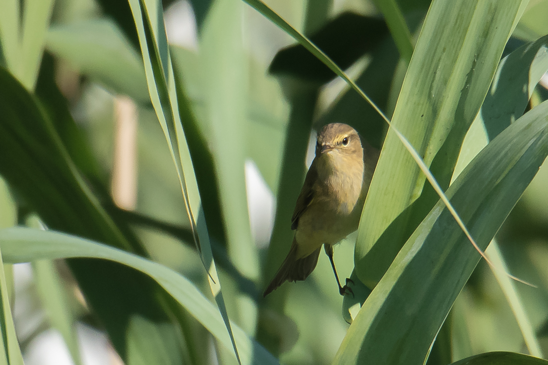 Warbler...