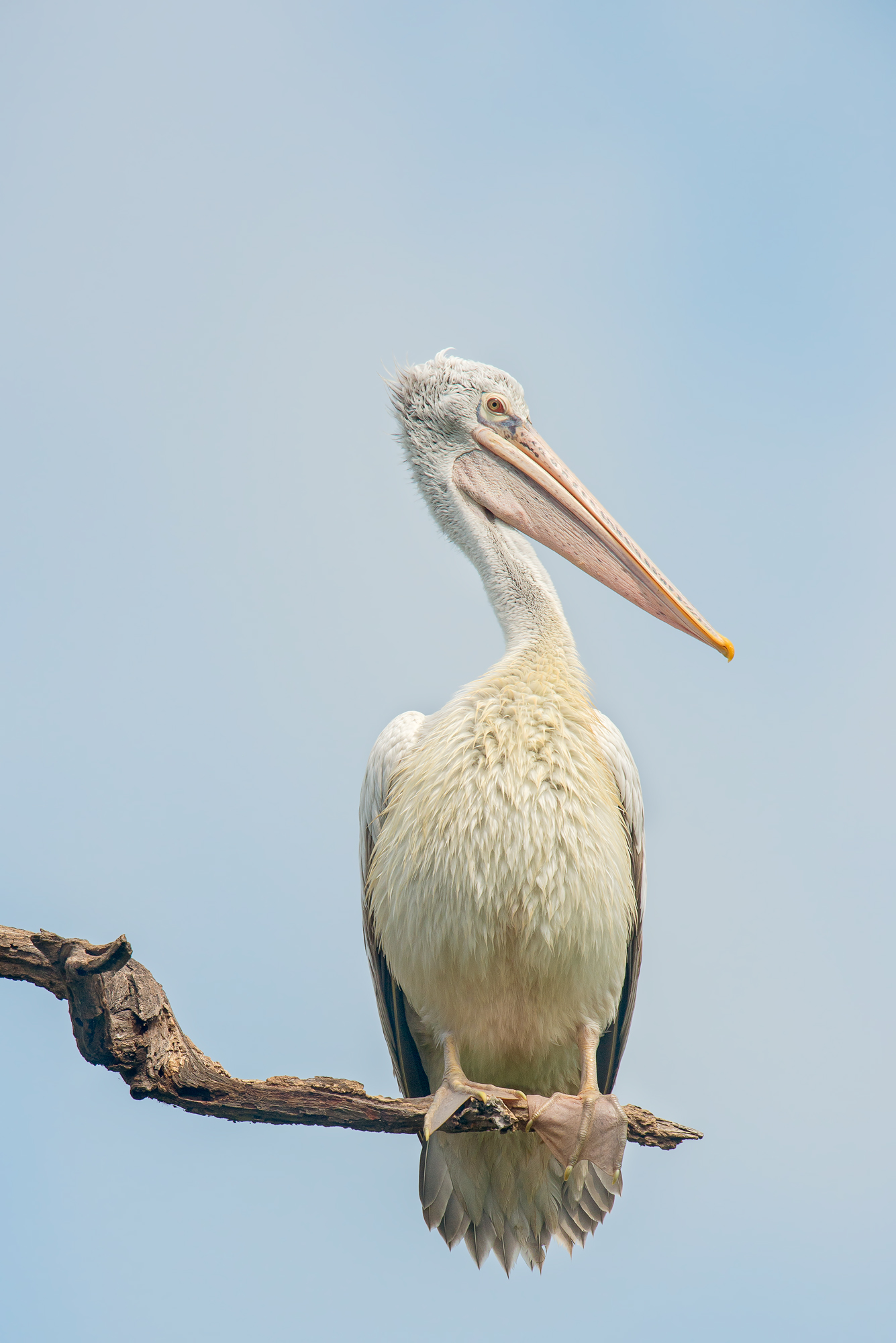 pelicano...