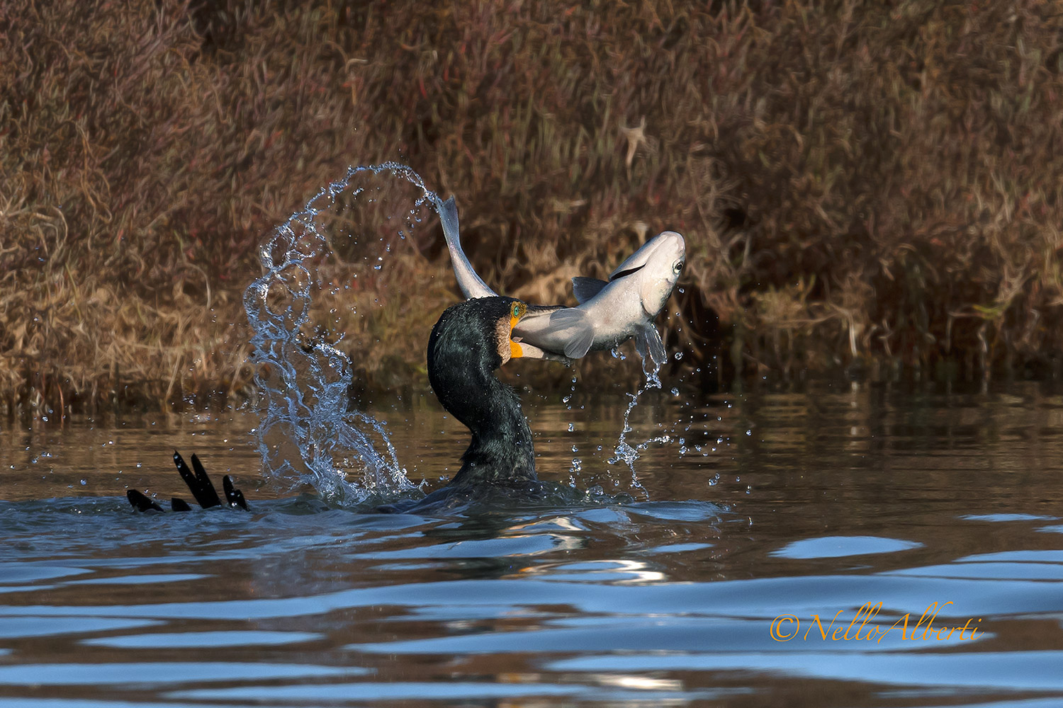 cormorant with sequence mullet...