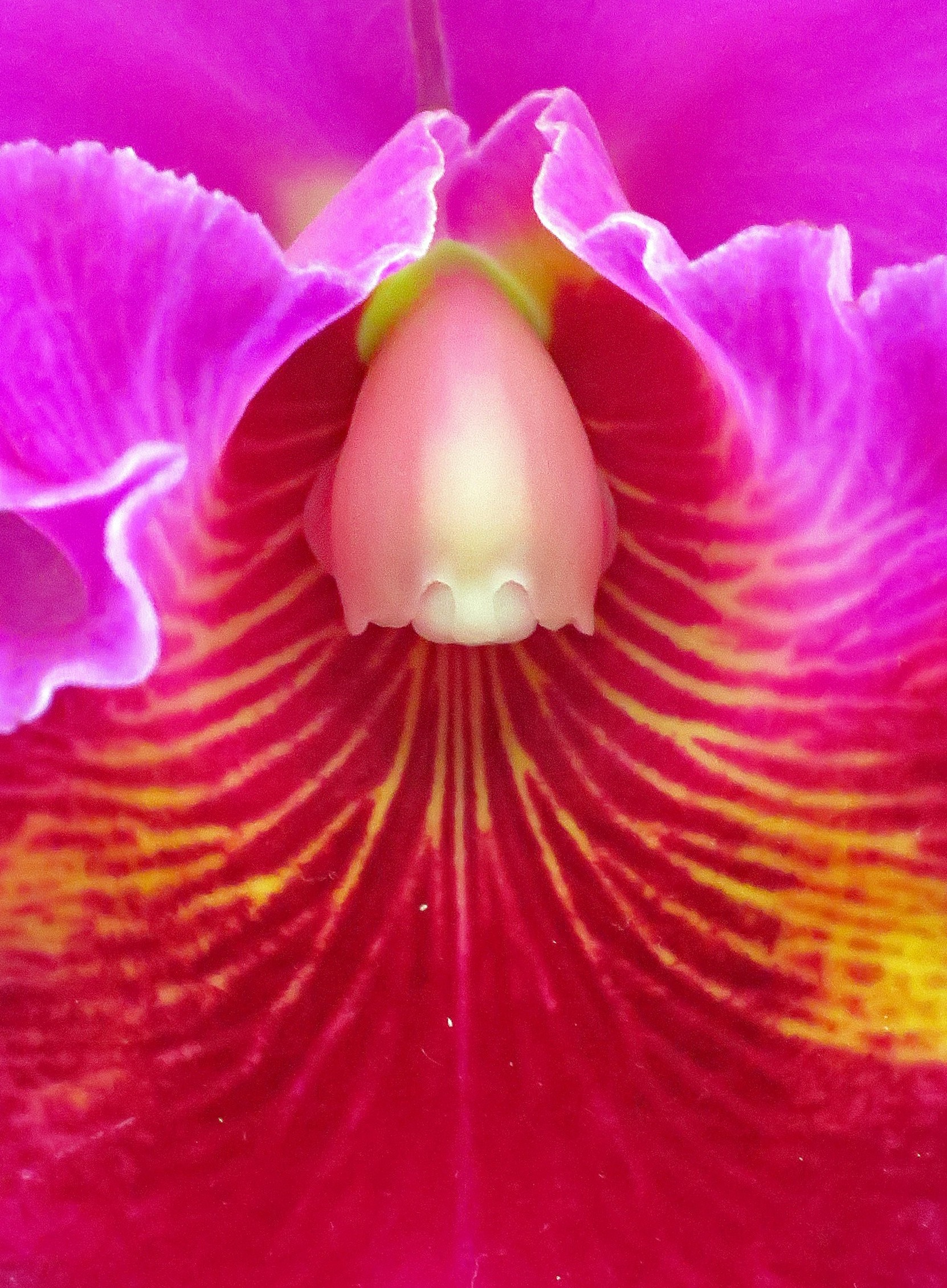 Orchidea 3...