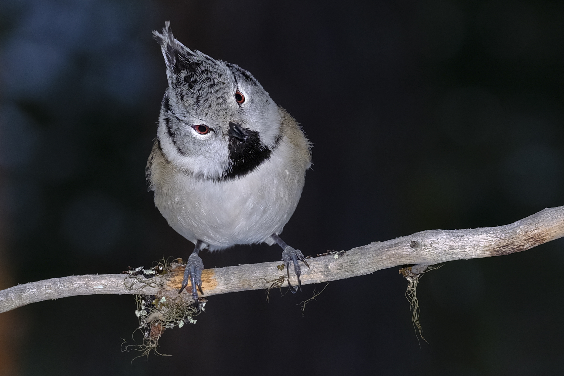 Crested tit...