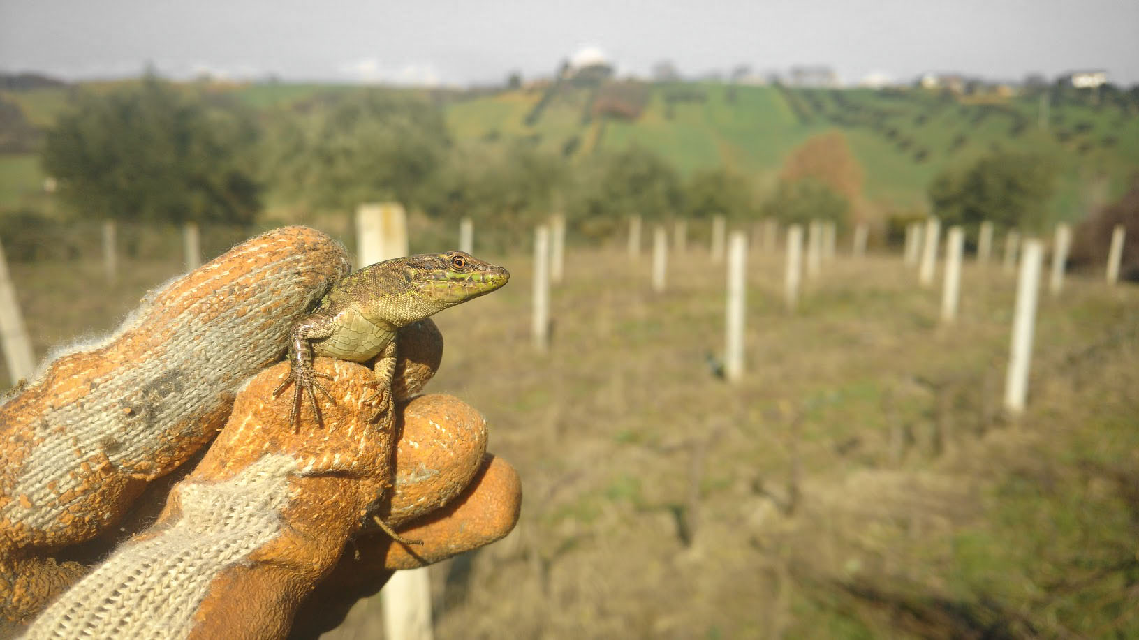 Lizard in the vineyard...