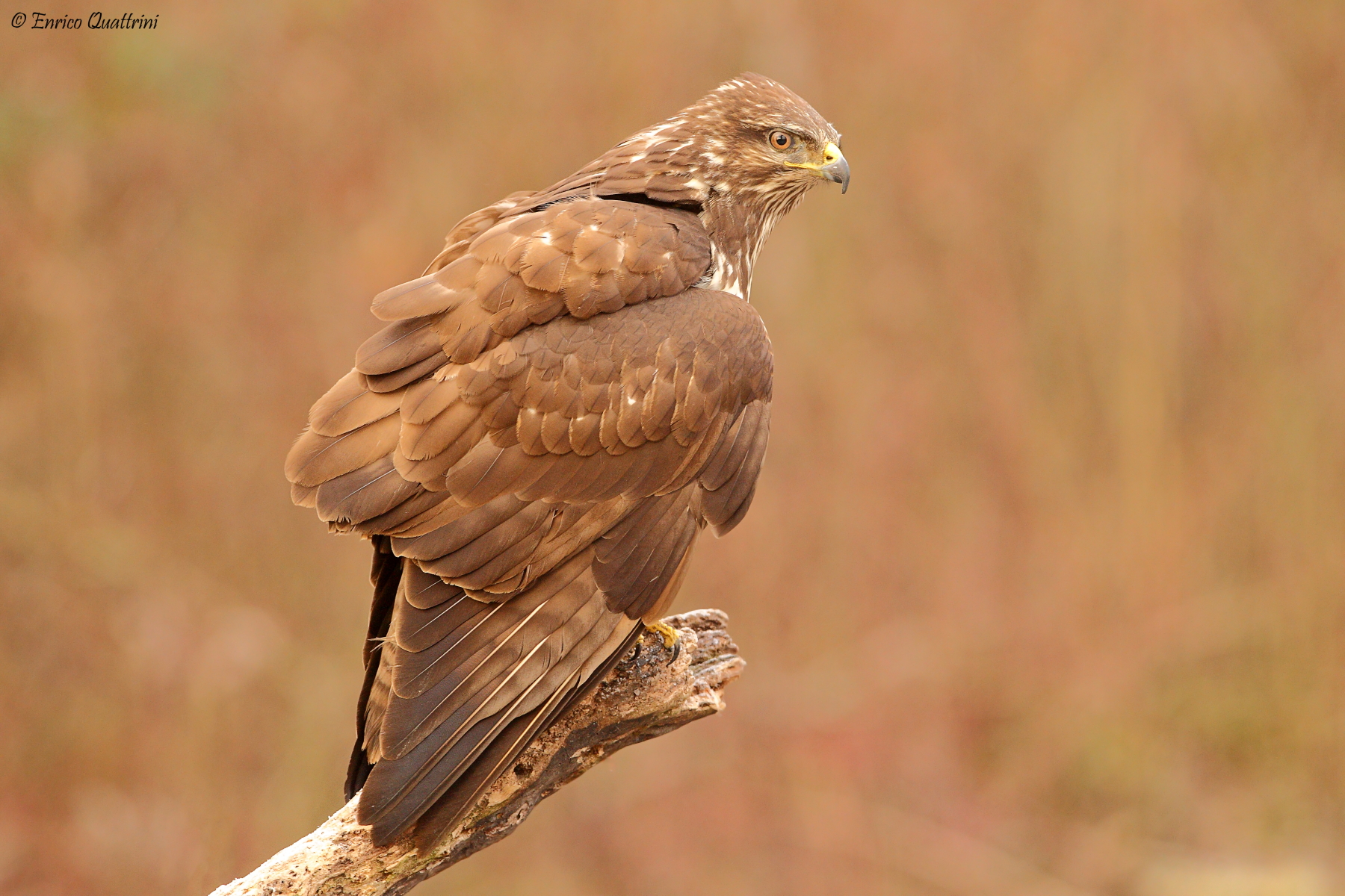 Buzzard...