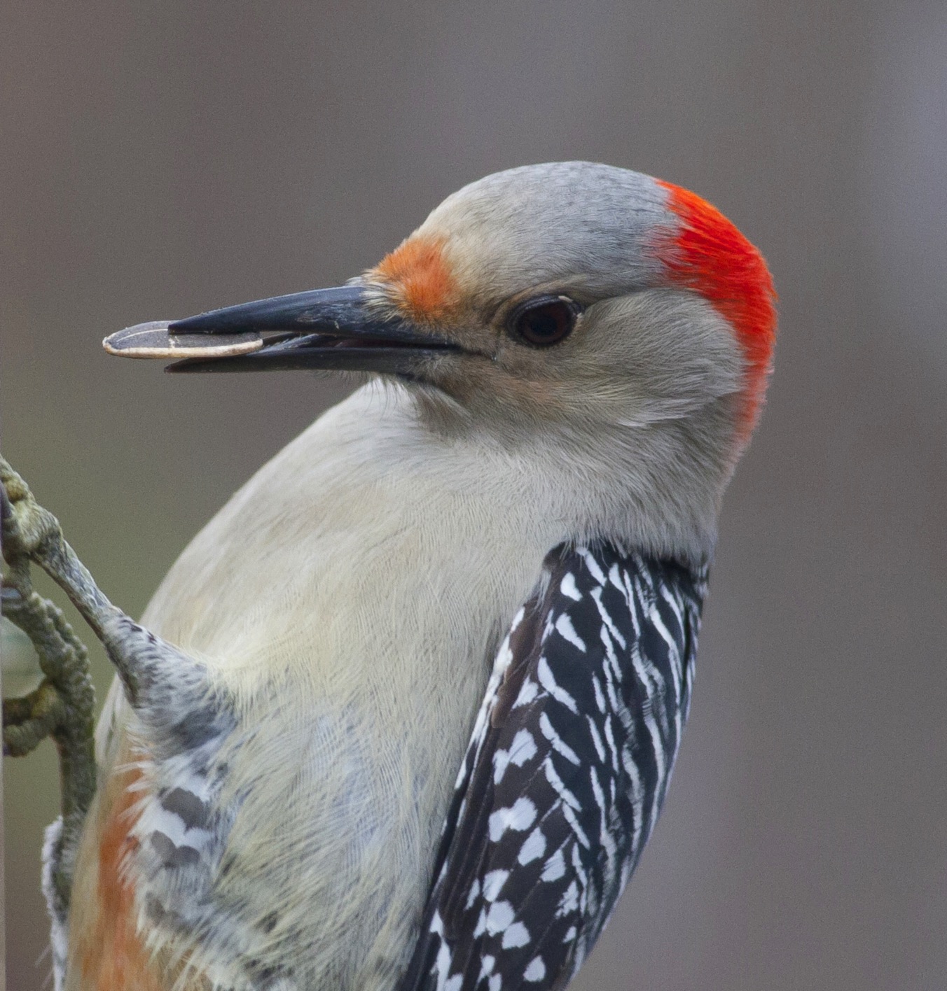 Red bellied woodpecker...