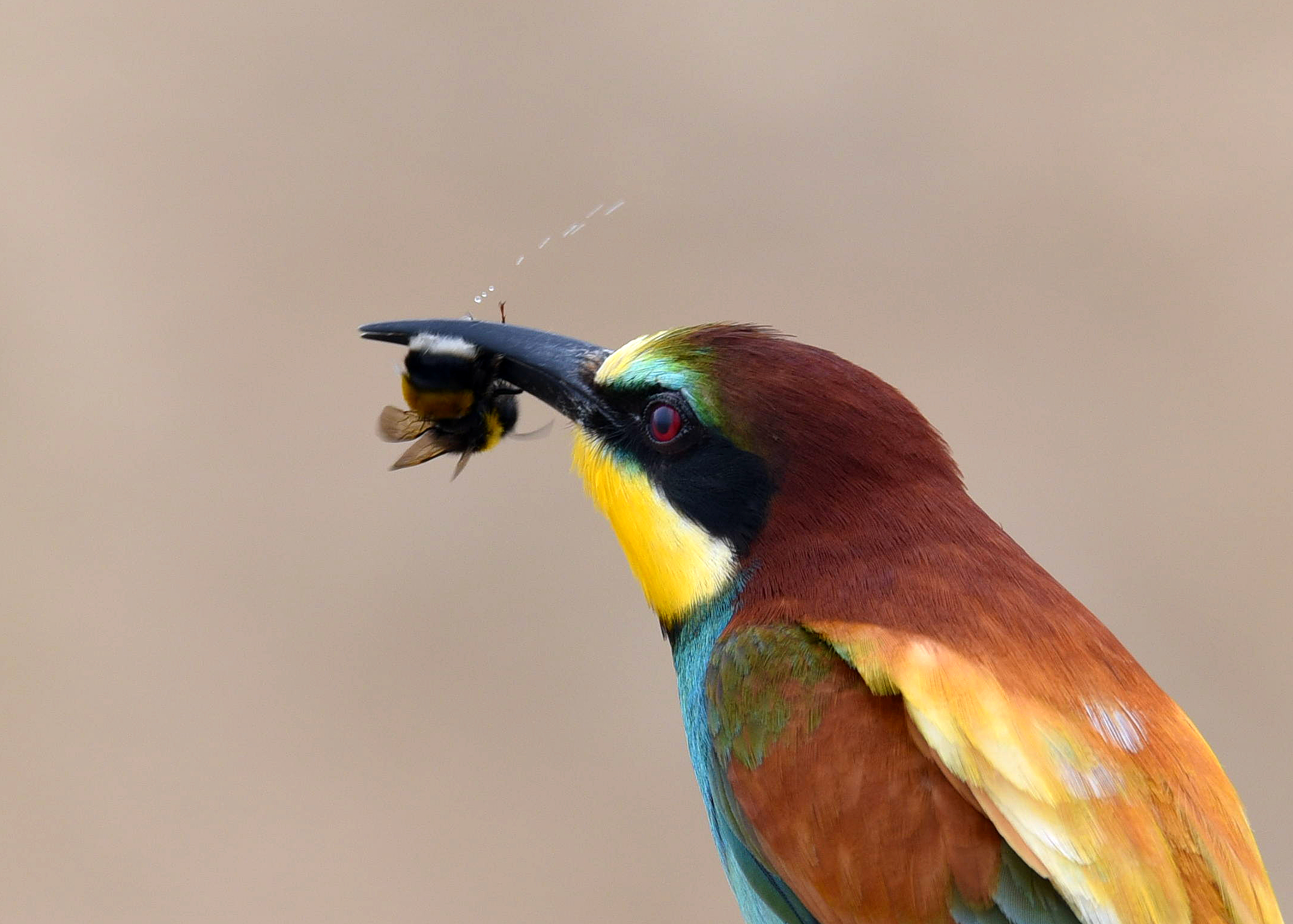 Bee-eater squeezing out the sting....