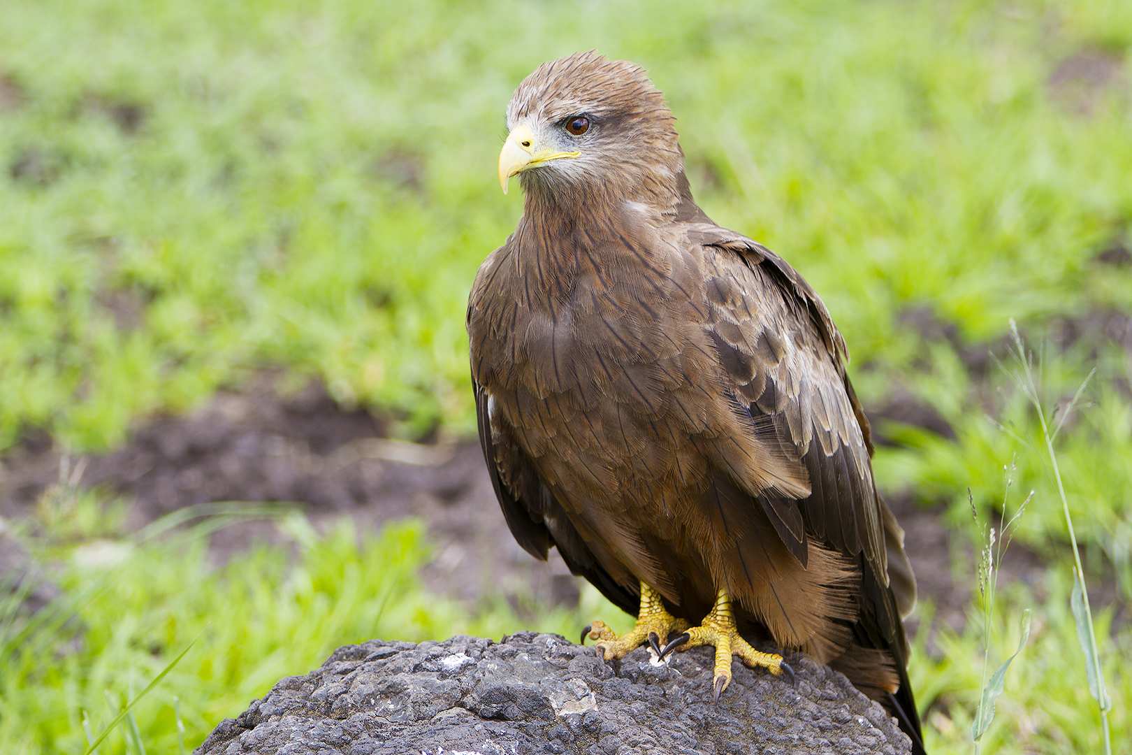 Tawny eagle 2 (Aquila rapax)...