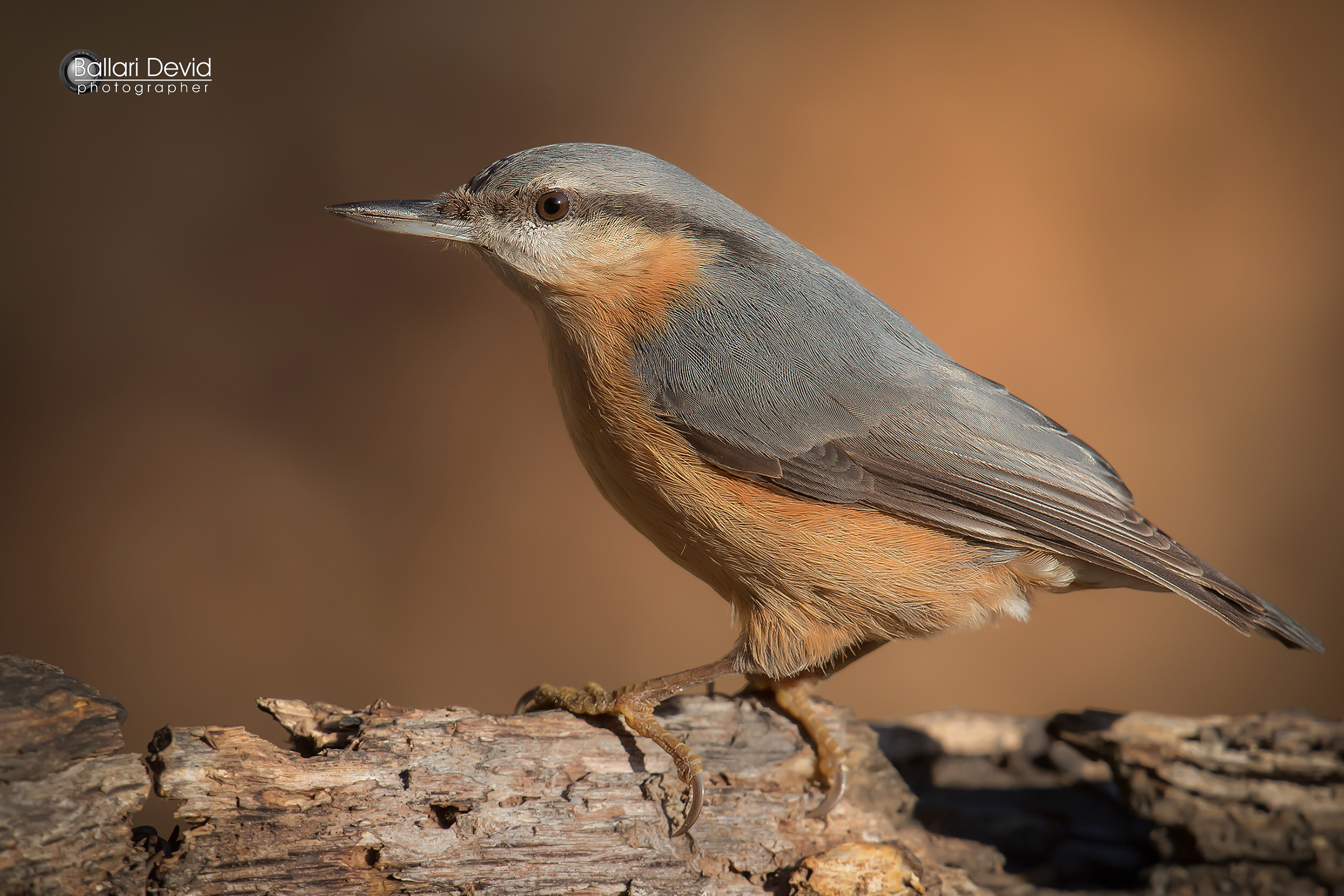 nuthatch...