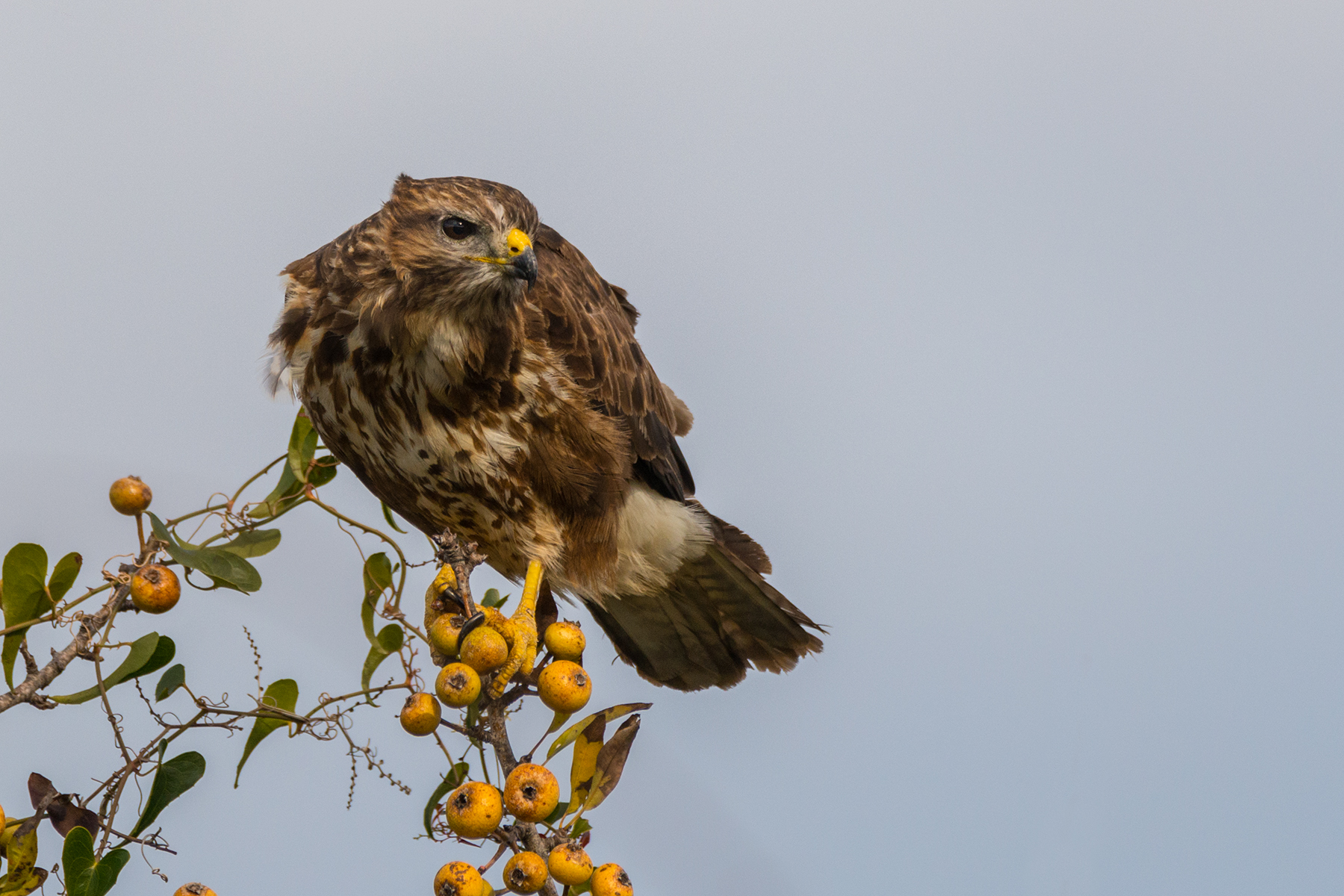 Buzzard...