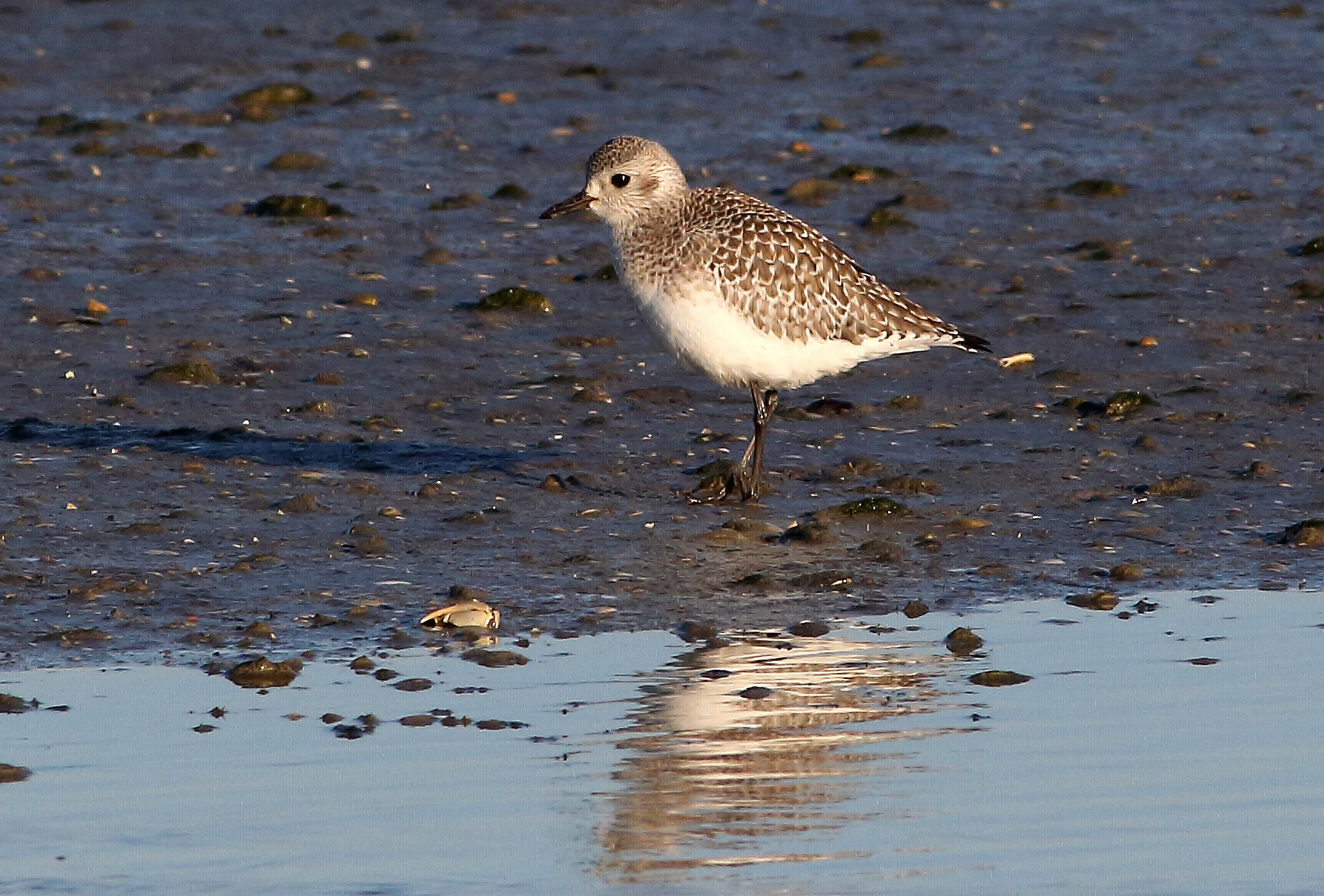 Gray Plover...