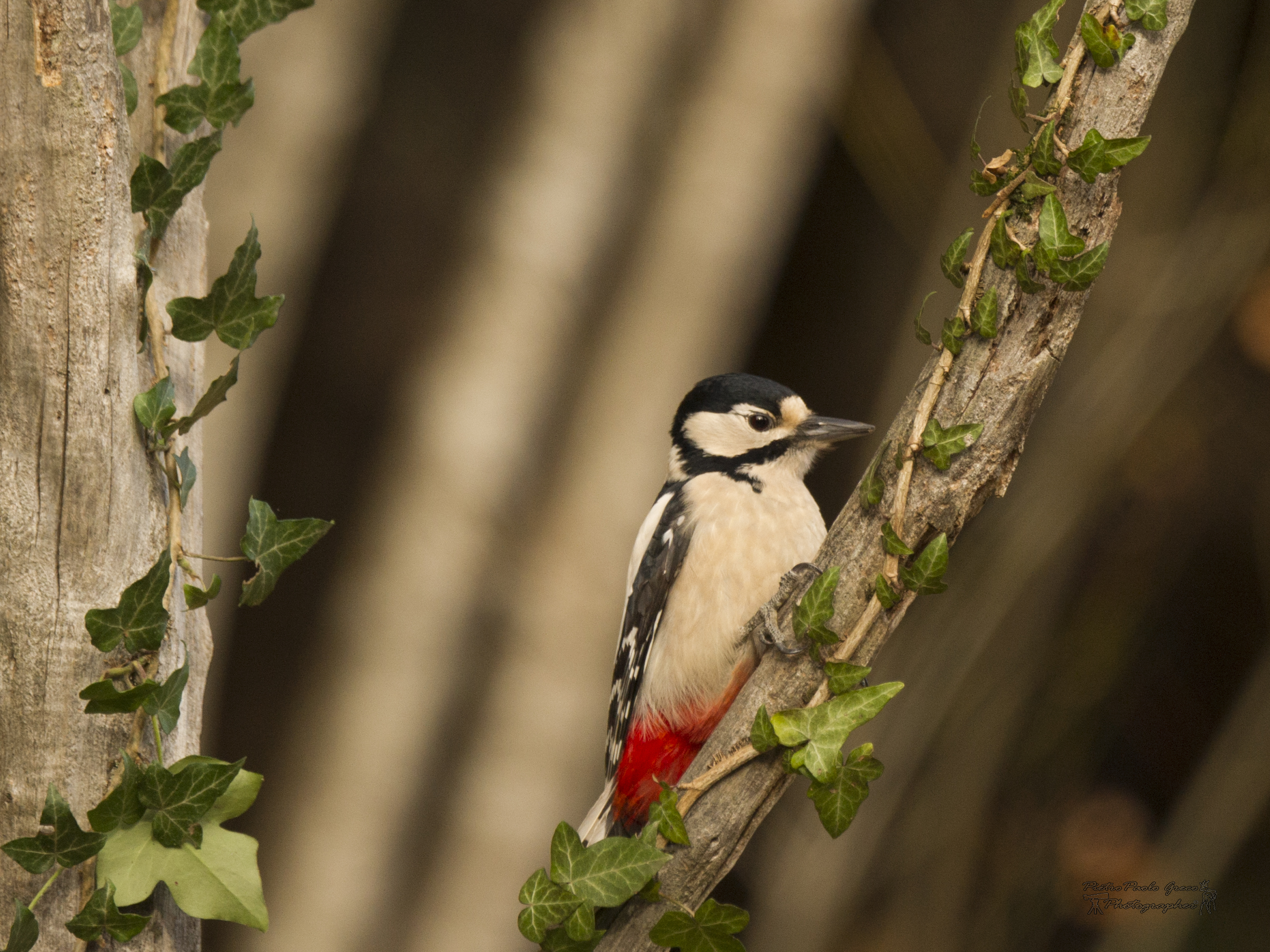 Great female woodpecker...