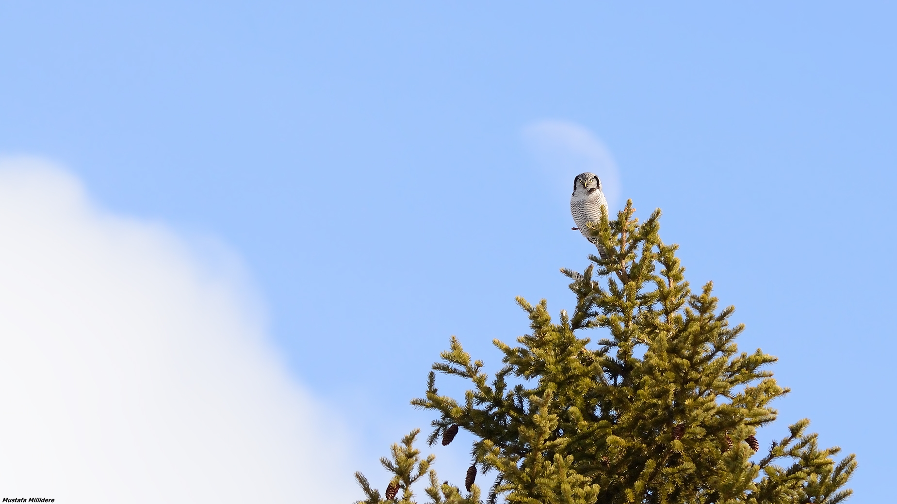 Northern Hawk Owl ......