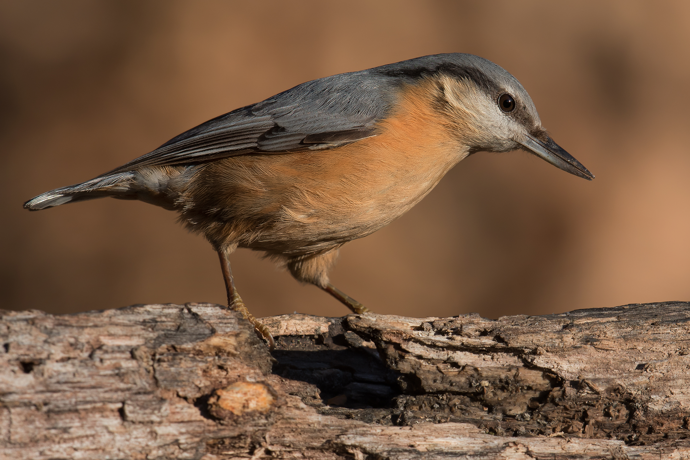 nuthatch...