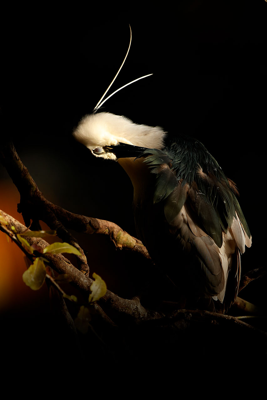 Night Heron...