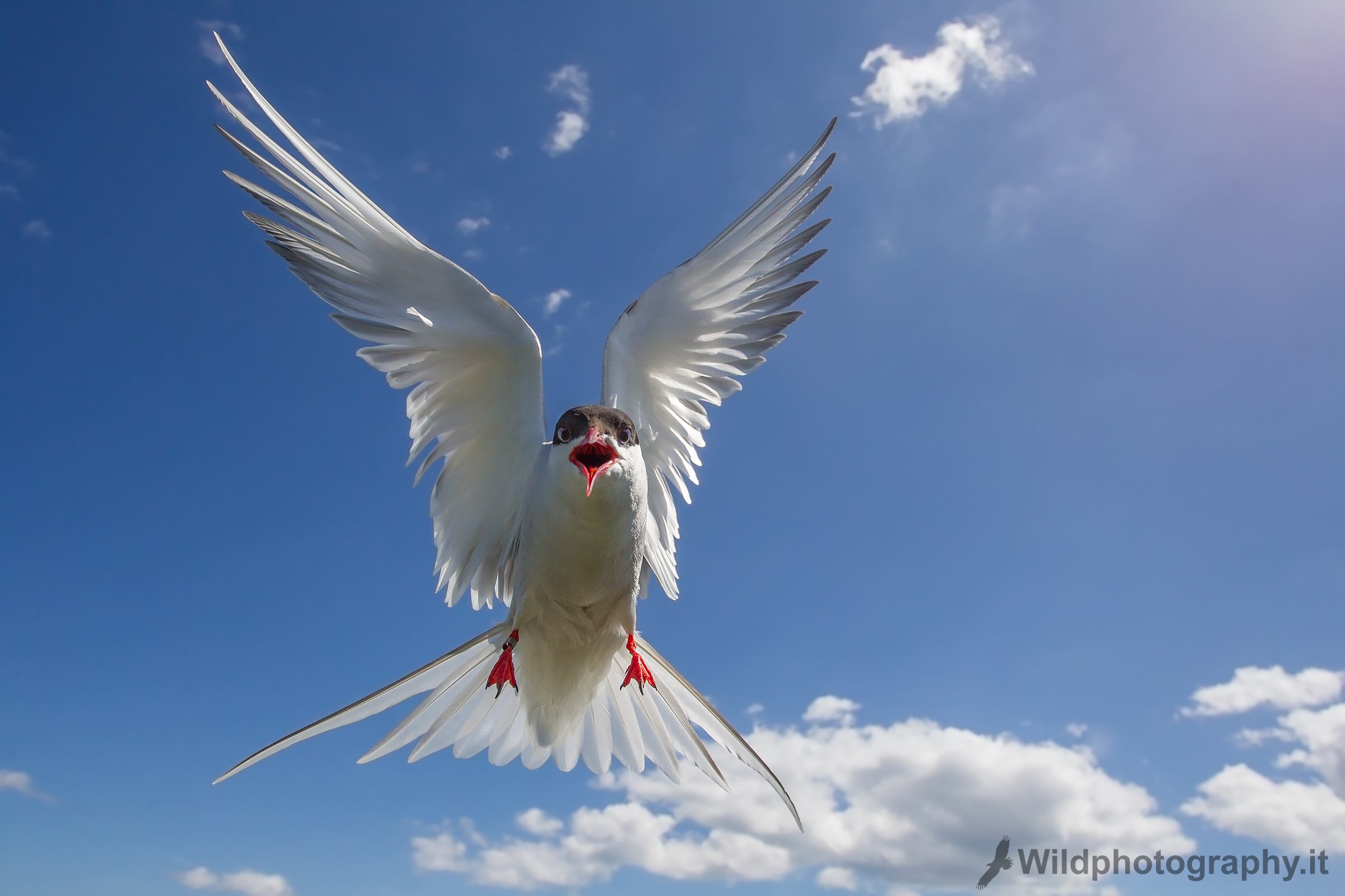 Arctic tern...