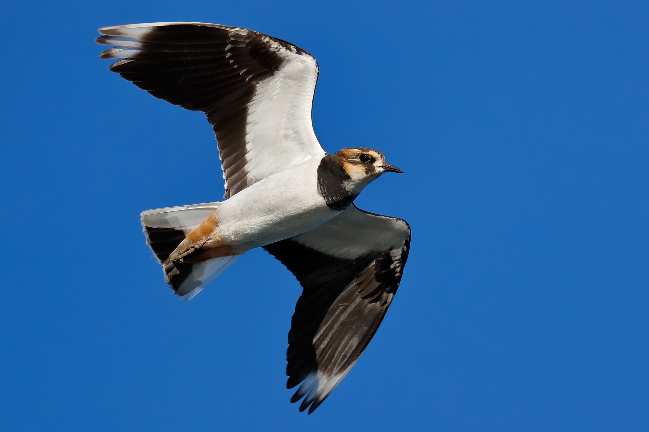 Lapwing...