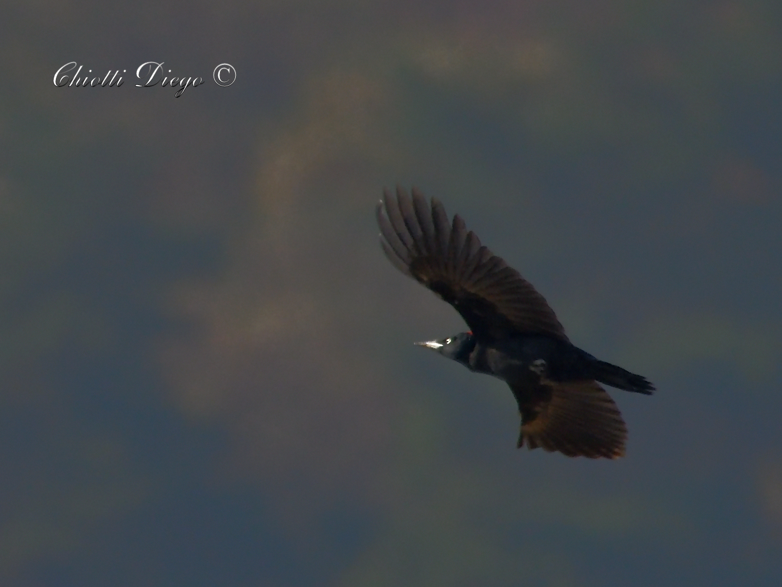 Black woodpecker in flight...