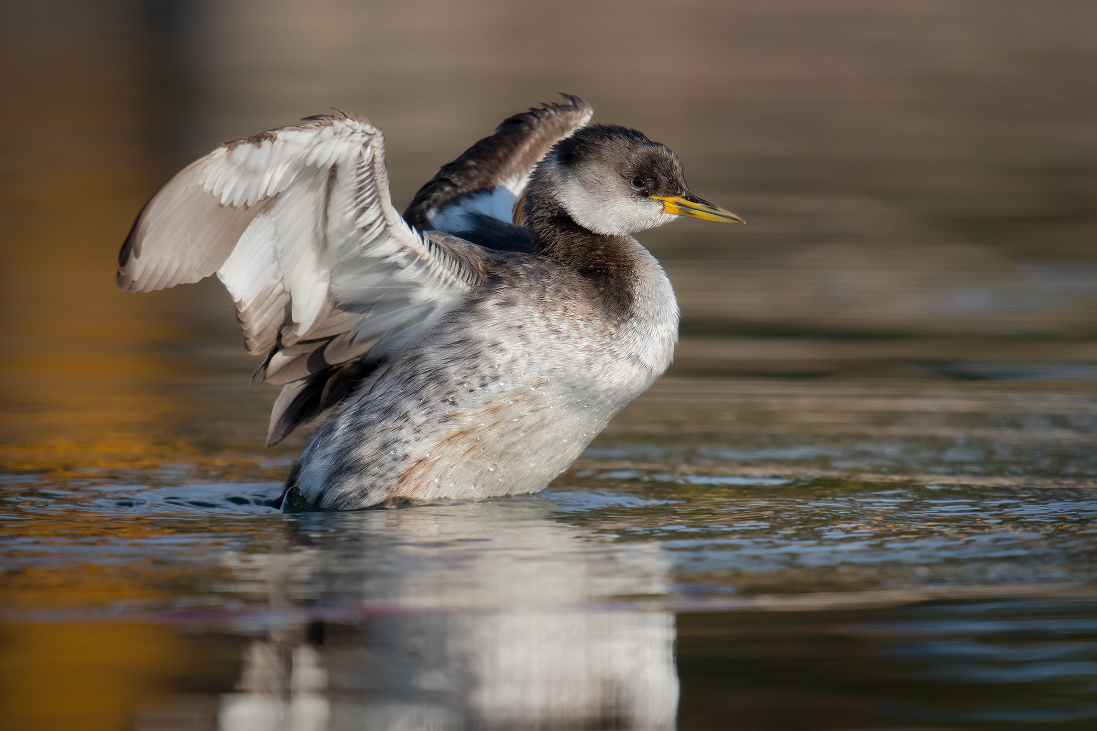 Red-necked Grebe...