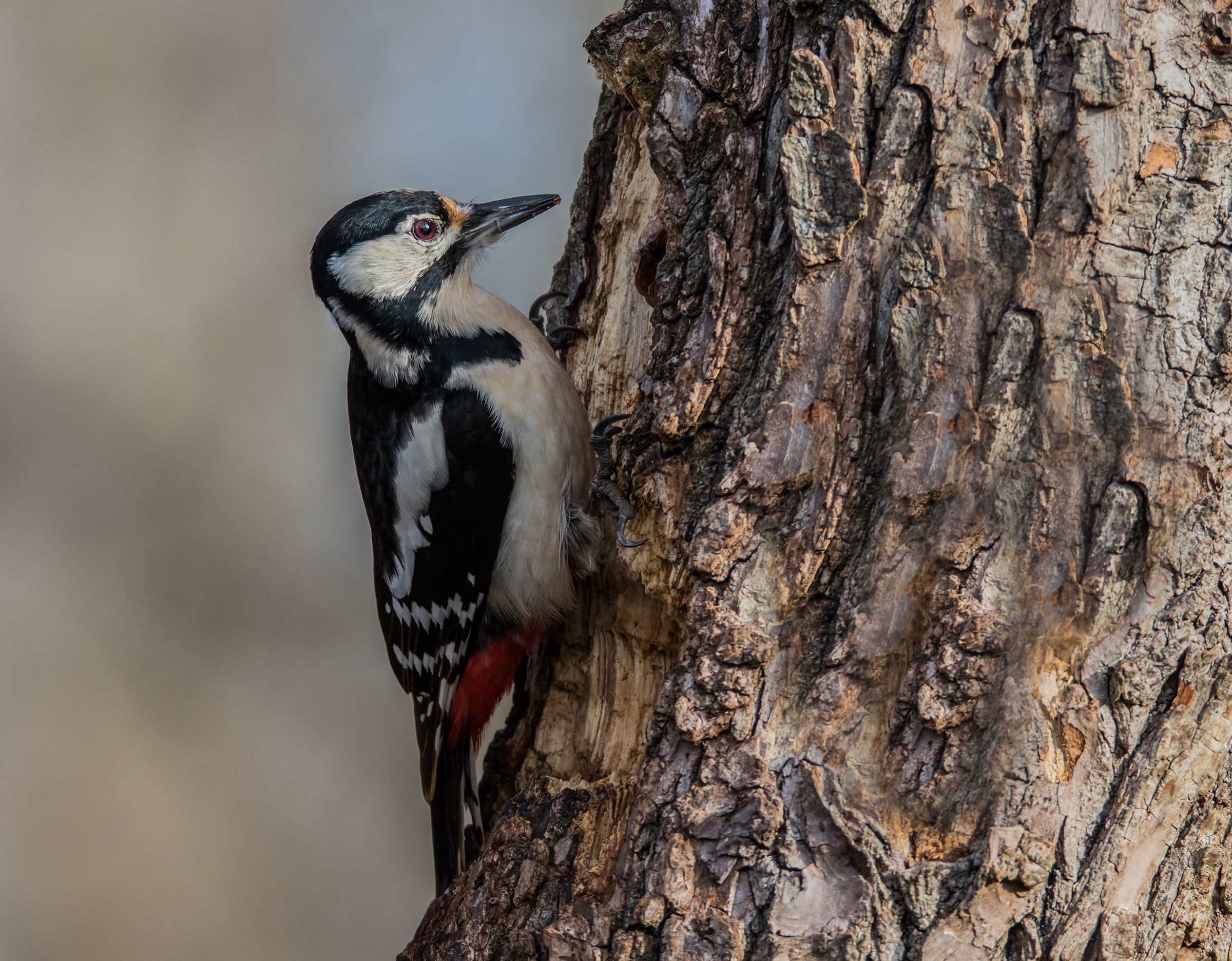 Great Spotted Woodpecker (f)...