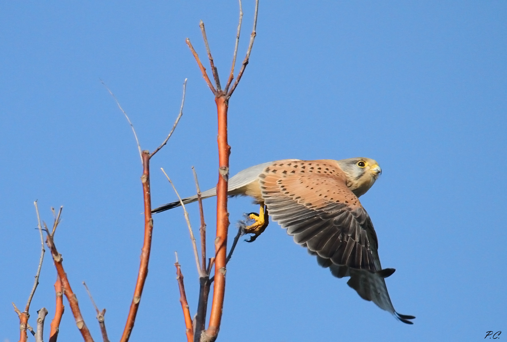 Kestrel with remains of predation...