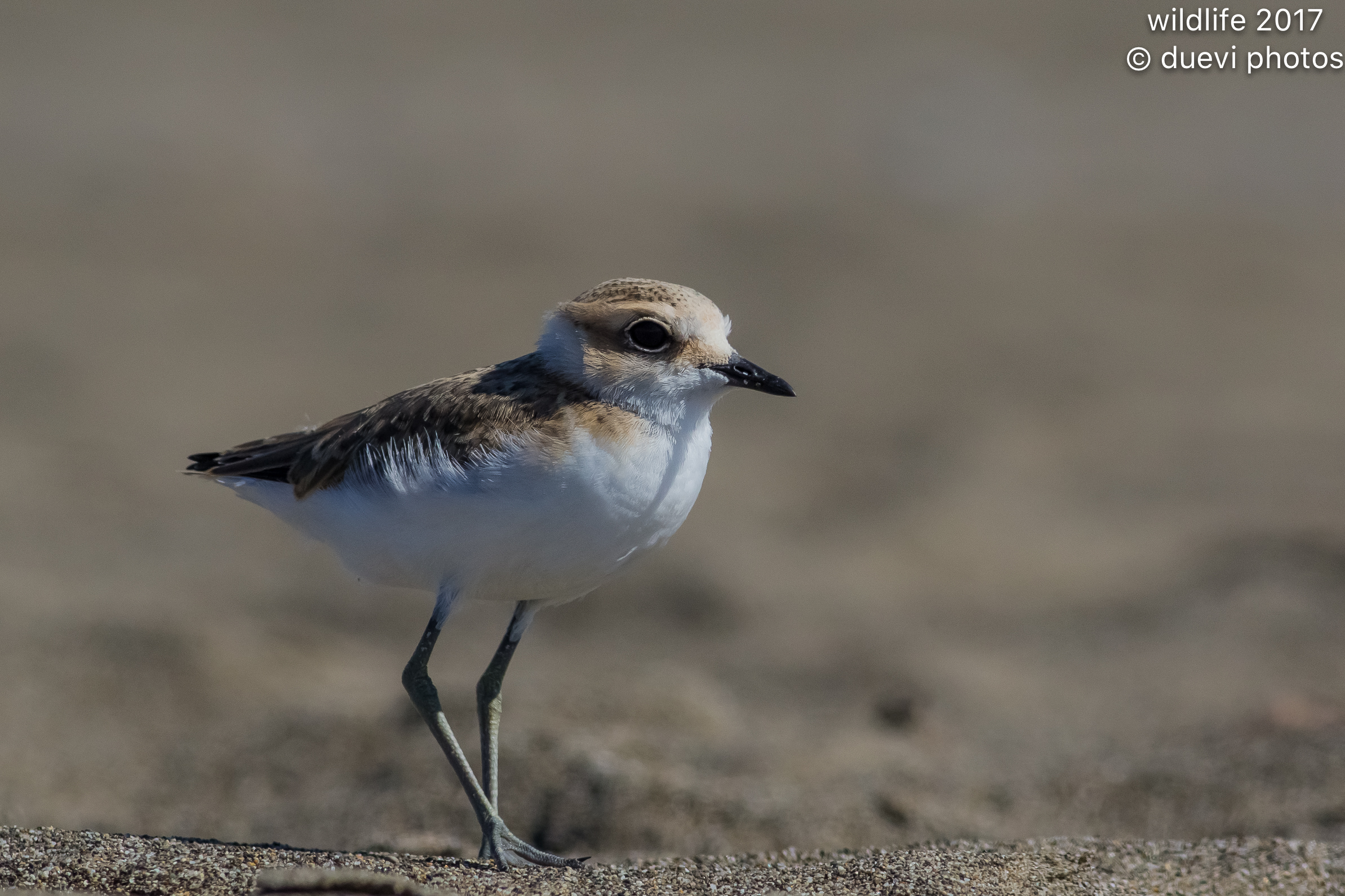Brother - Charadrius alexandrinus...