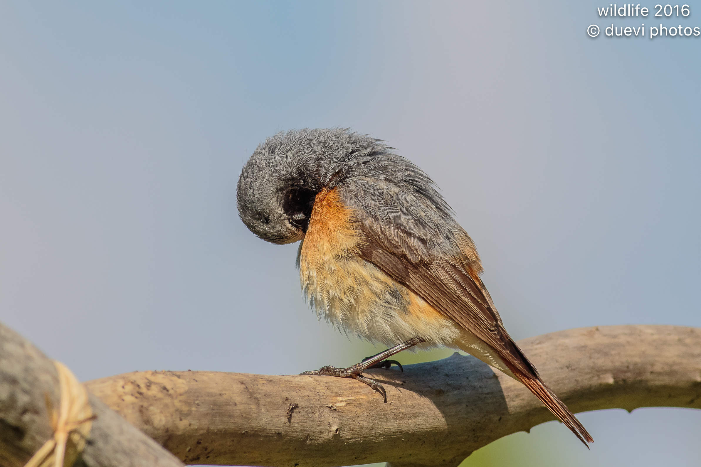 Common Redstart...