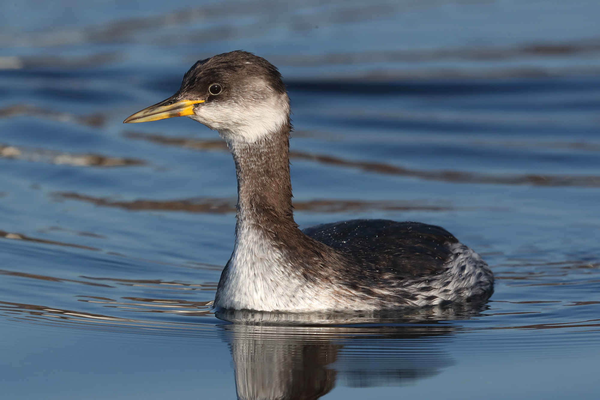 Red necked grebe in winter dress...