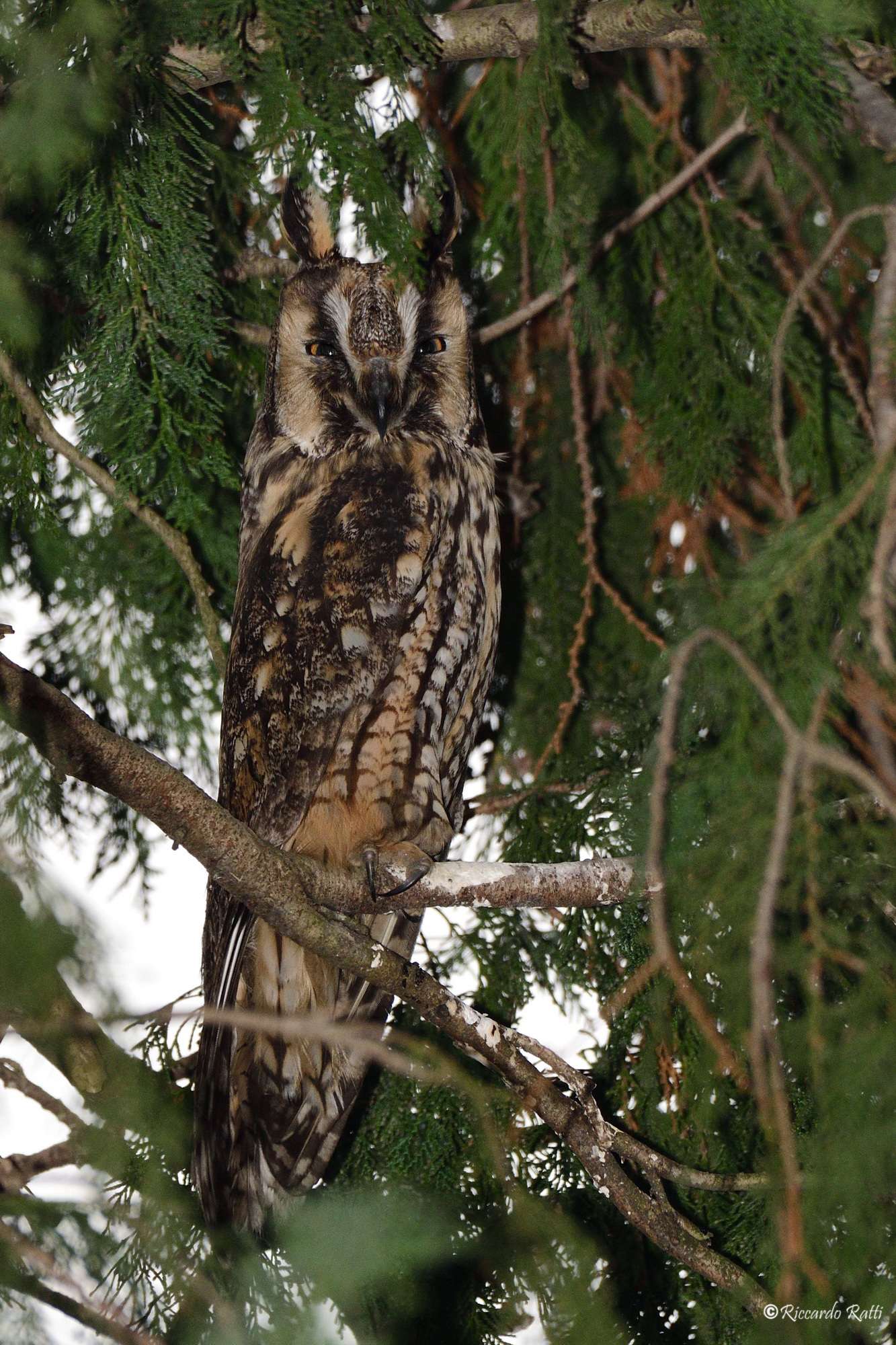 Long-eared owl....