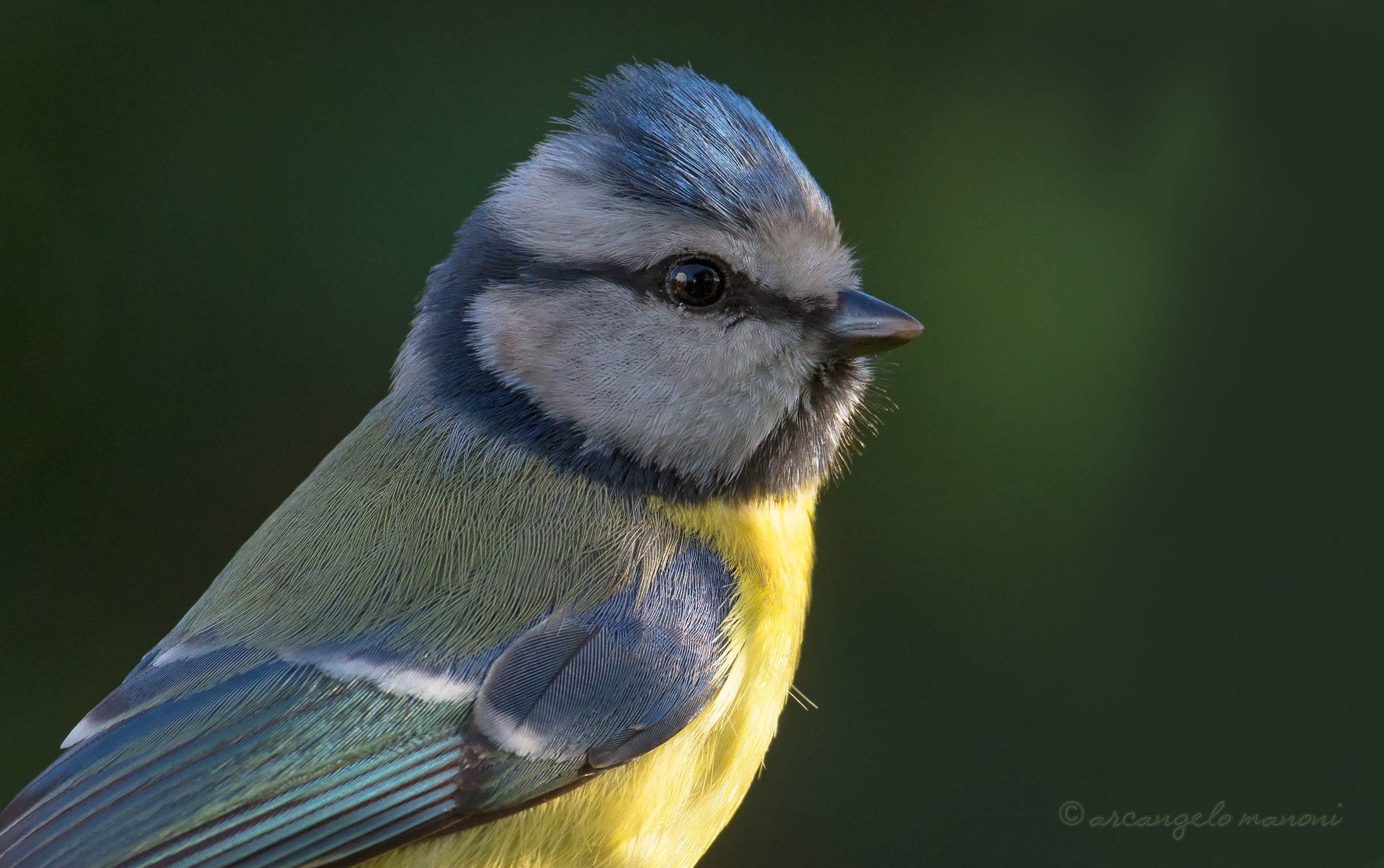 Close up of the blue tit...