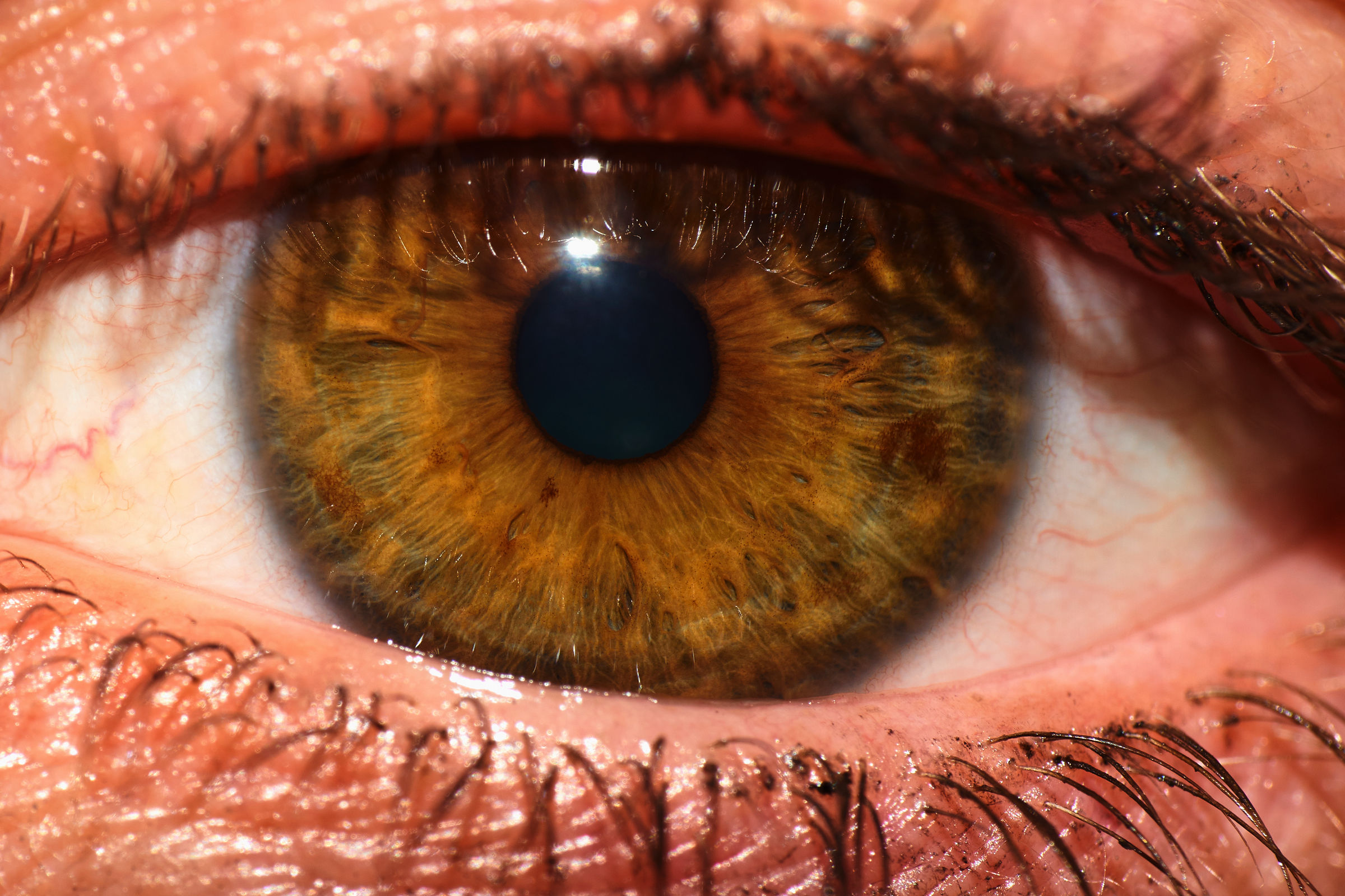 iris tests...