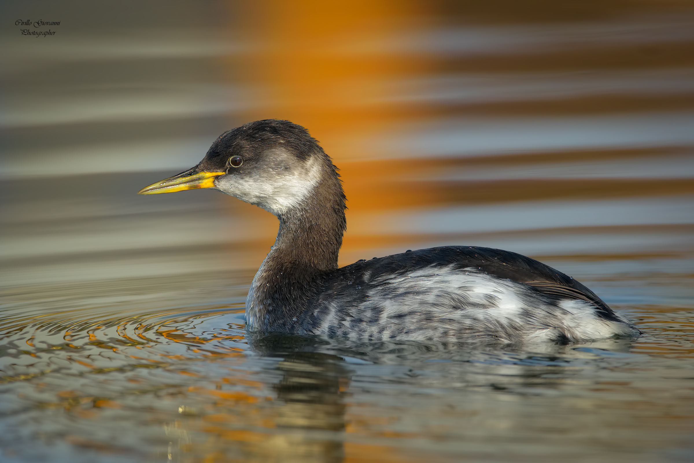Red-necked grebe...