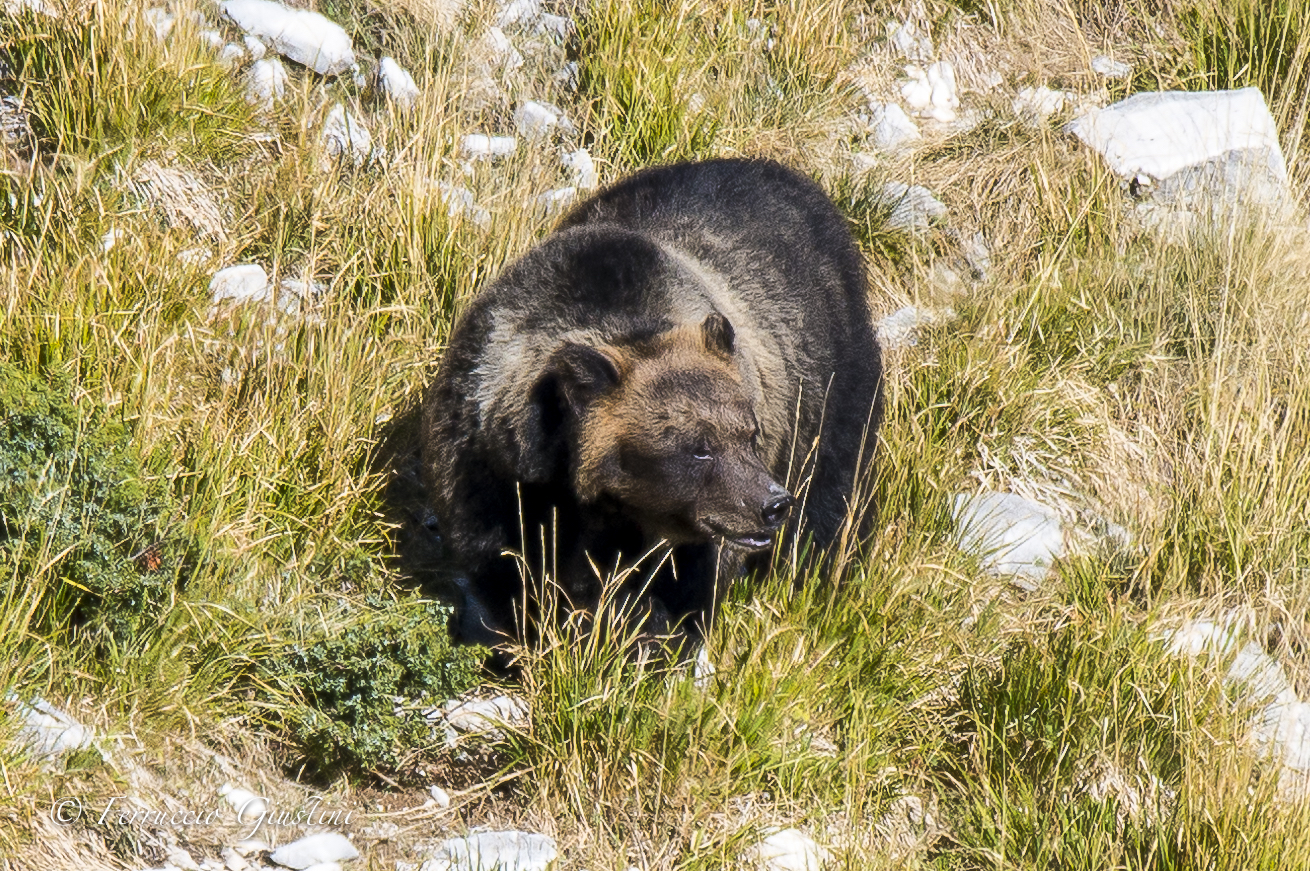 Orso nel Parco Nazionale d'Abruzzo...