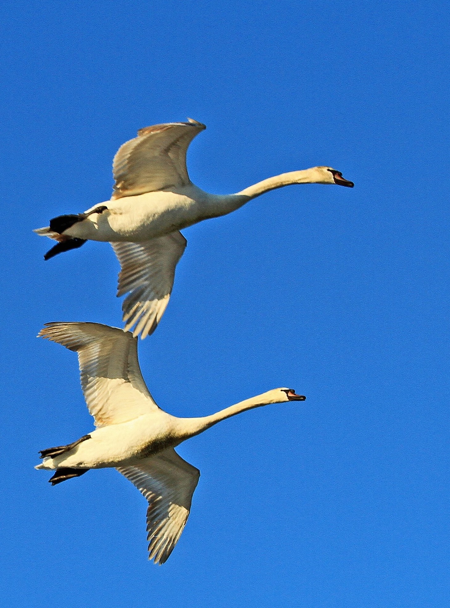 Wild swans in flight...