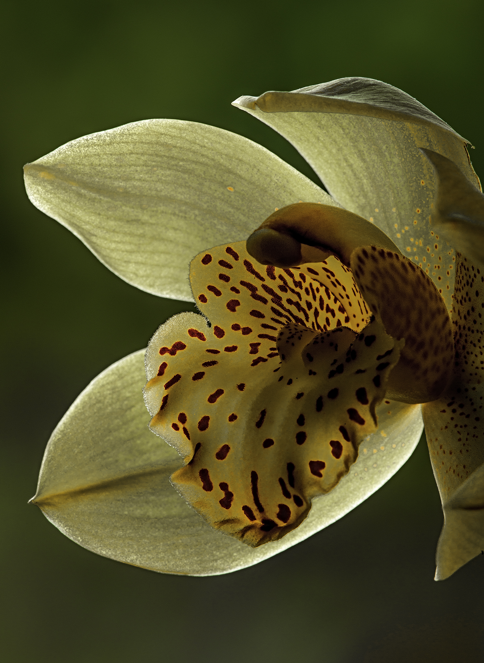 Cymbidium...