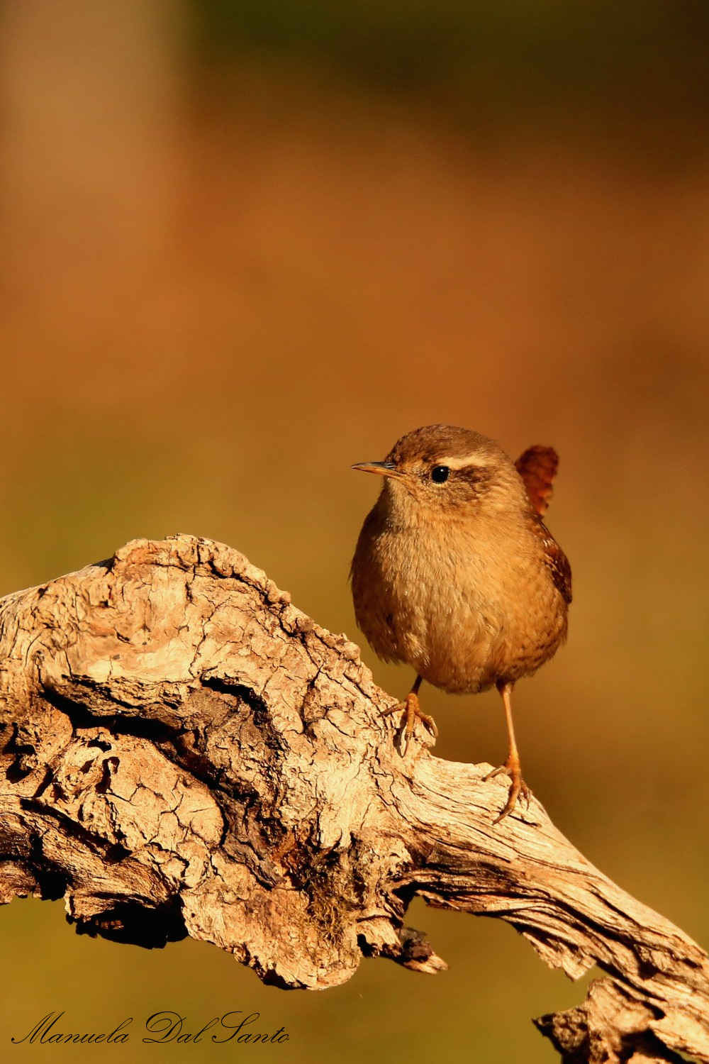 wren...