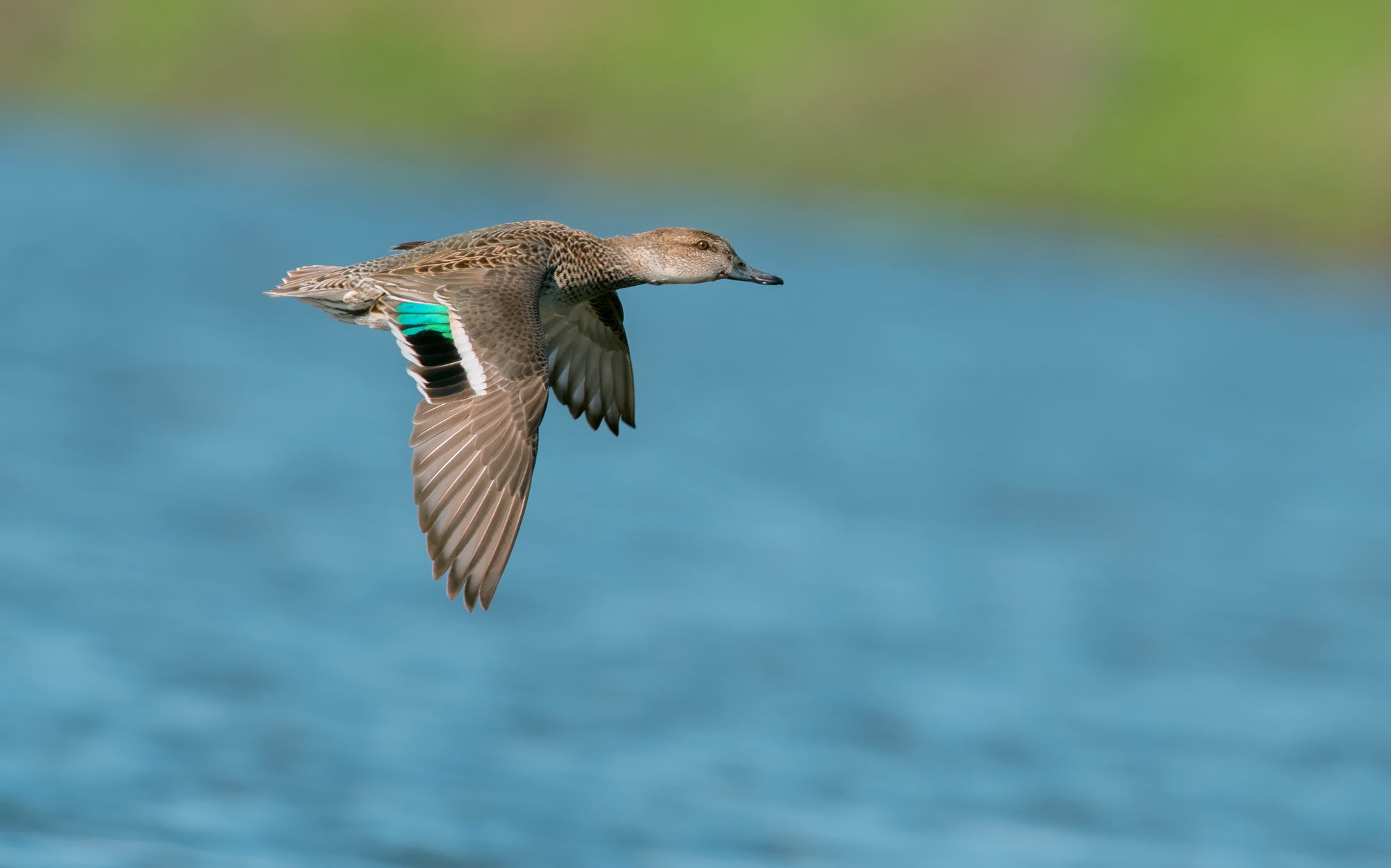 common teal...